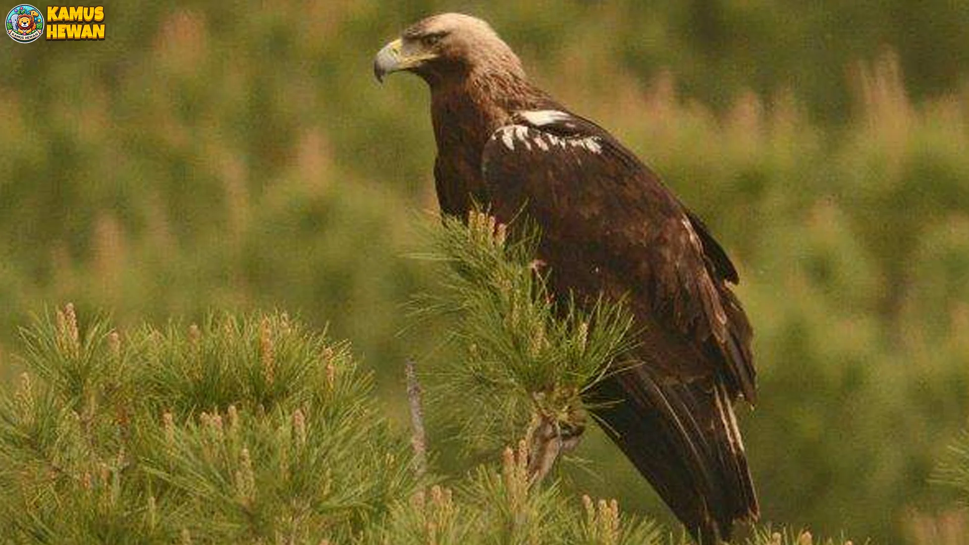 Aquila Adalberti, Elang Langka Dengan 5 Keunikan Khas Spanyol