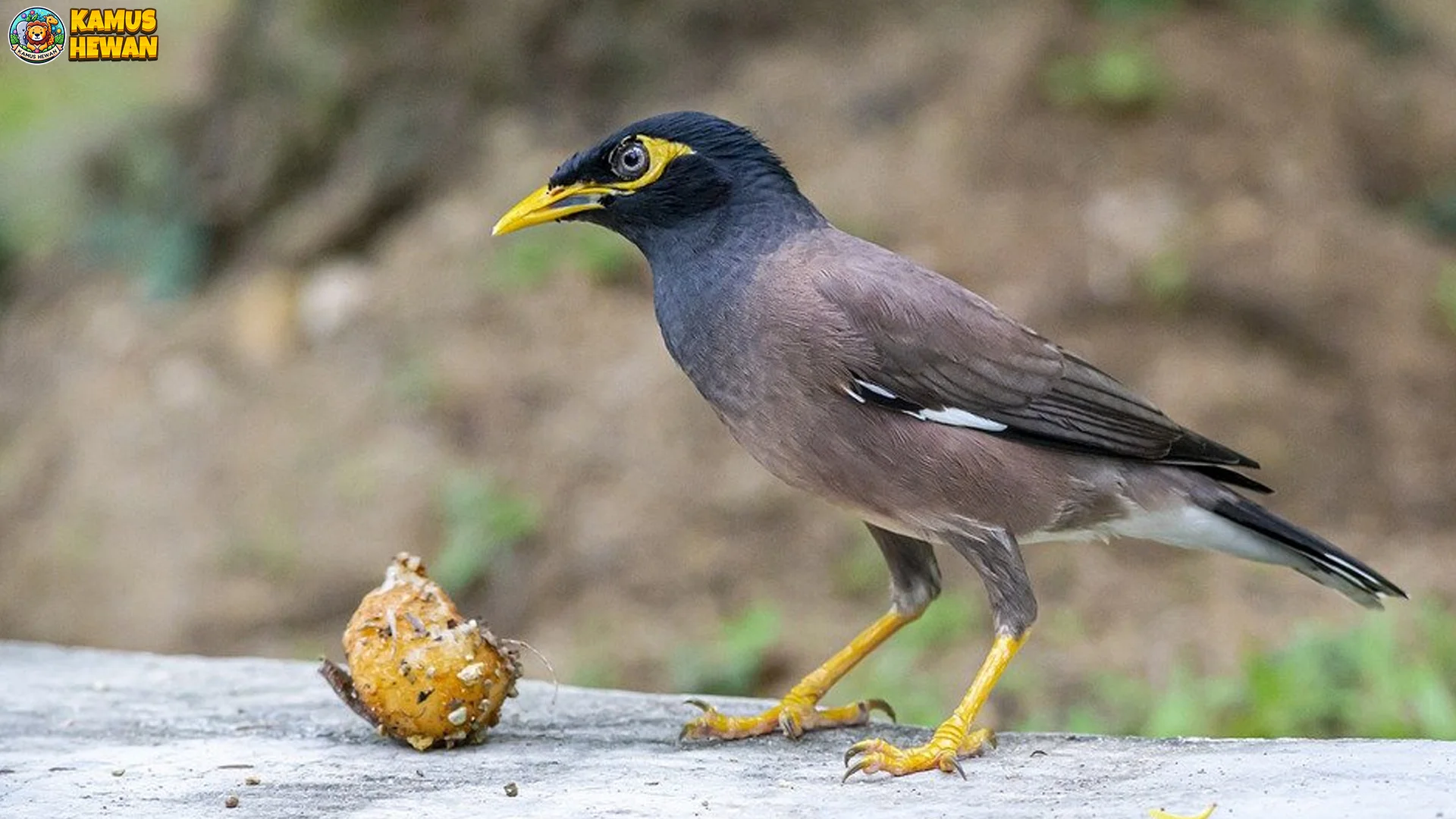 Bukan Burung Biasa, Ini 5 Kelebihan Kerak Ungu di Alam Liar