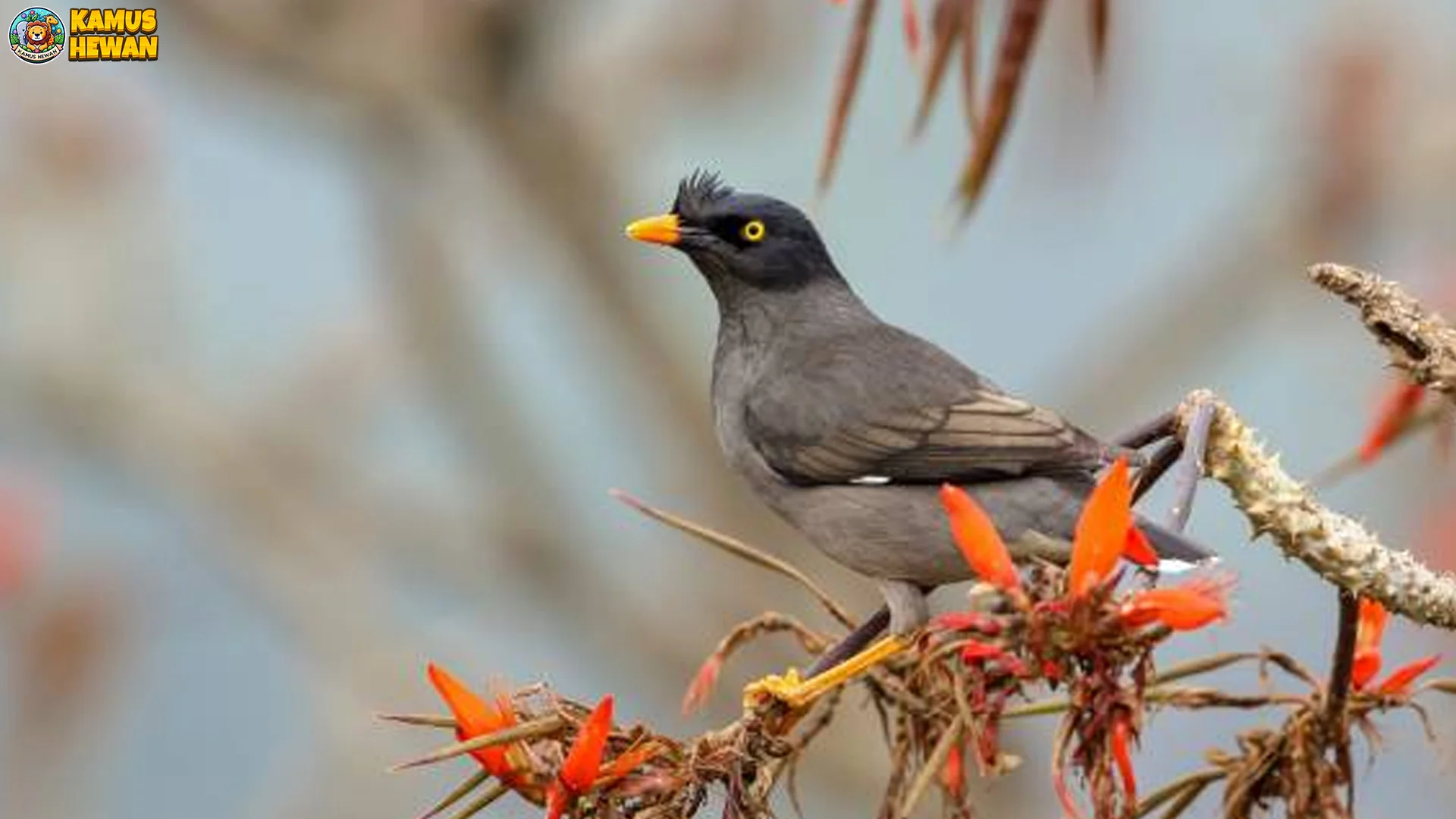 Kerak India & 5 Detail Menarik yang Lagi Viral di Netizen