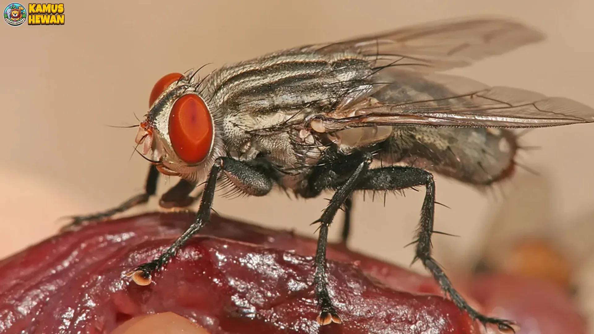 Lalat Daging: 4 Alasan Hewan Ini Penting dalam Siklus Kehidupan 1 Lalat Daging: 4 Alasan Hewan Ini Penting dalam Siklus Kehidupan