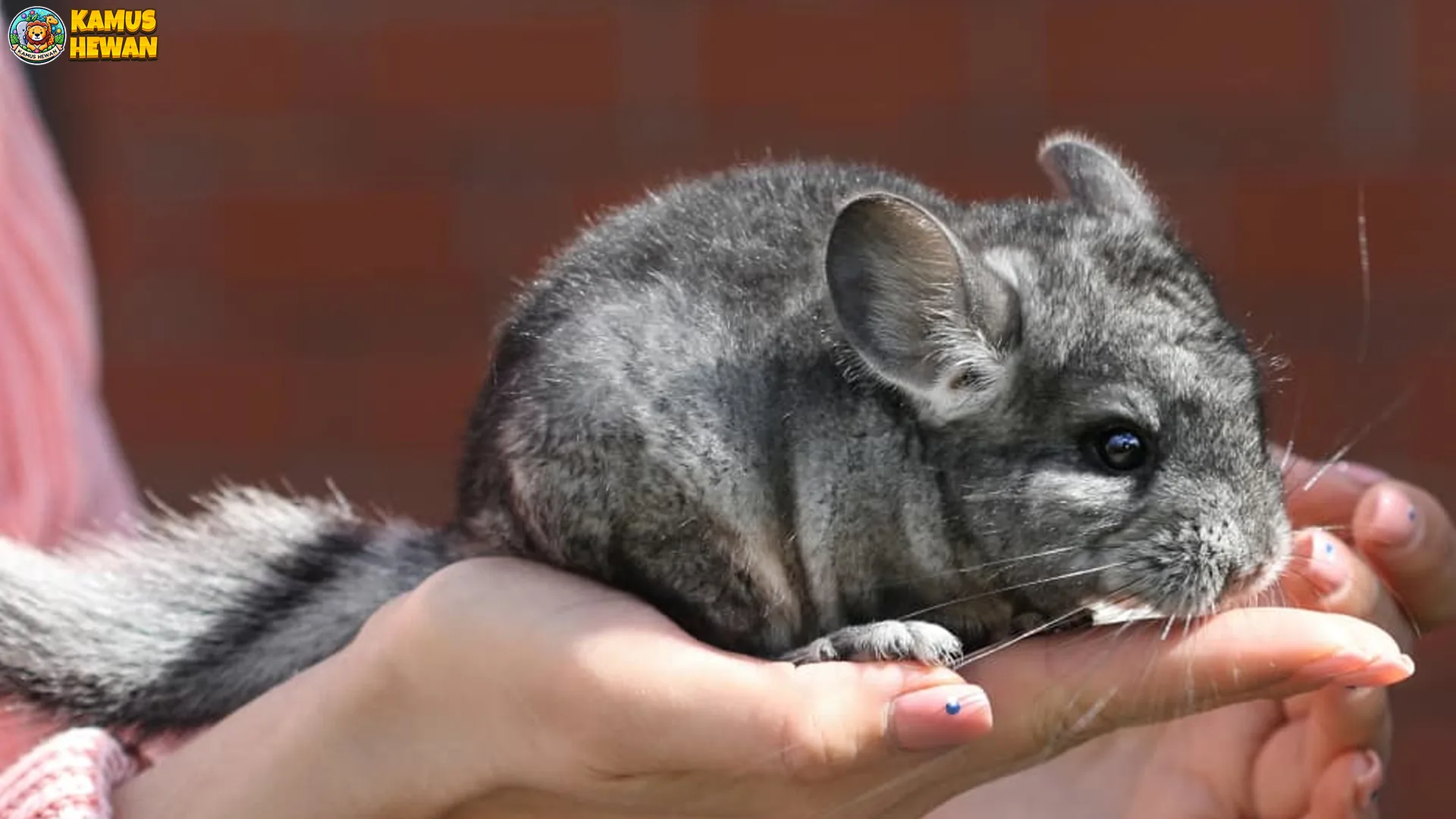 Cincila: 6 Hal yang Membuat Hewan Ini Unik & Penuh Kejutan