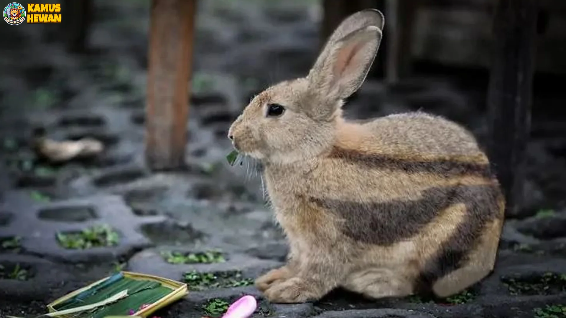 Gak Cuma Imut! 5 Karakteristik Kelinci Sumatra yang Bikin Unik
