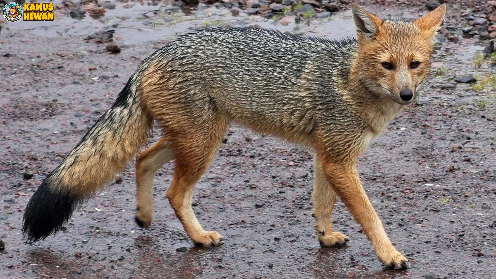 Mau Tahu 4 Perbedaan Culpeo dan Rubah? Nih Penjelasan Lengkap