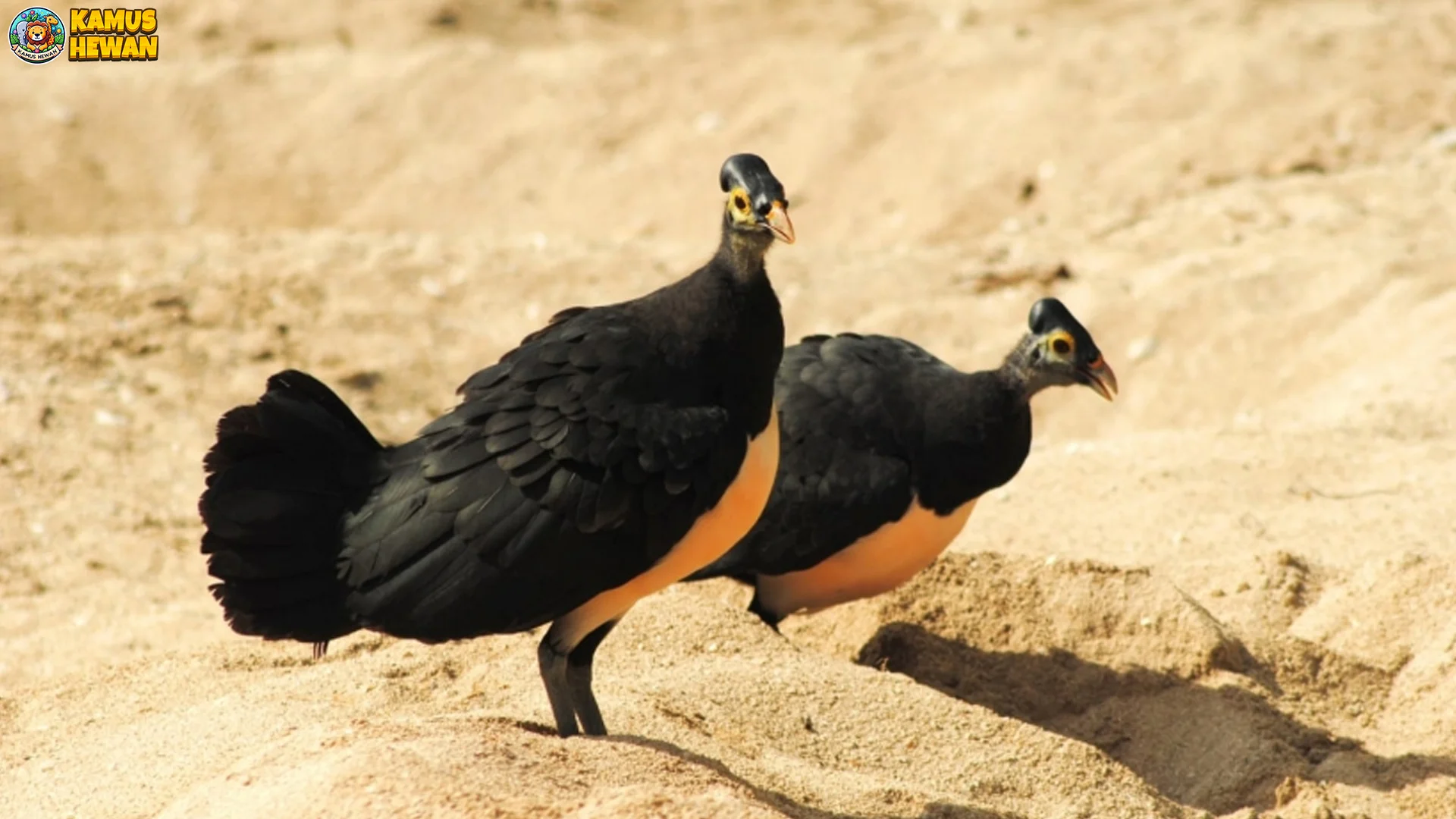 Maleo Senkawor Style: 5 Kebiasaan Alam Liar Bikin Takjub