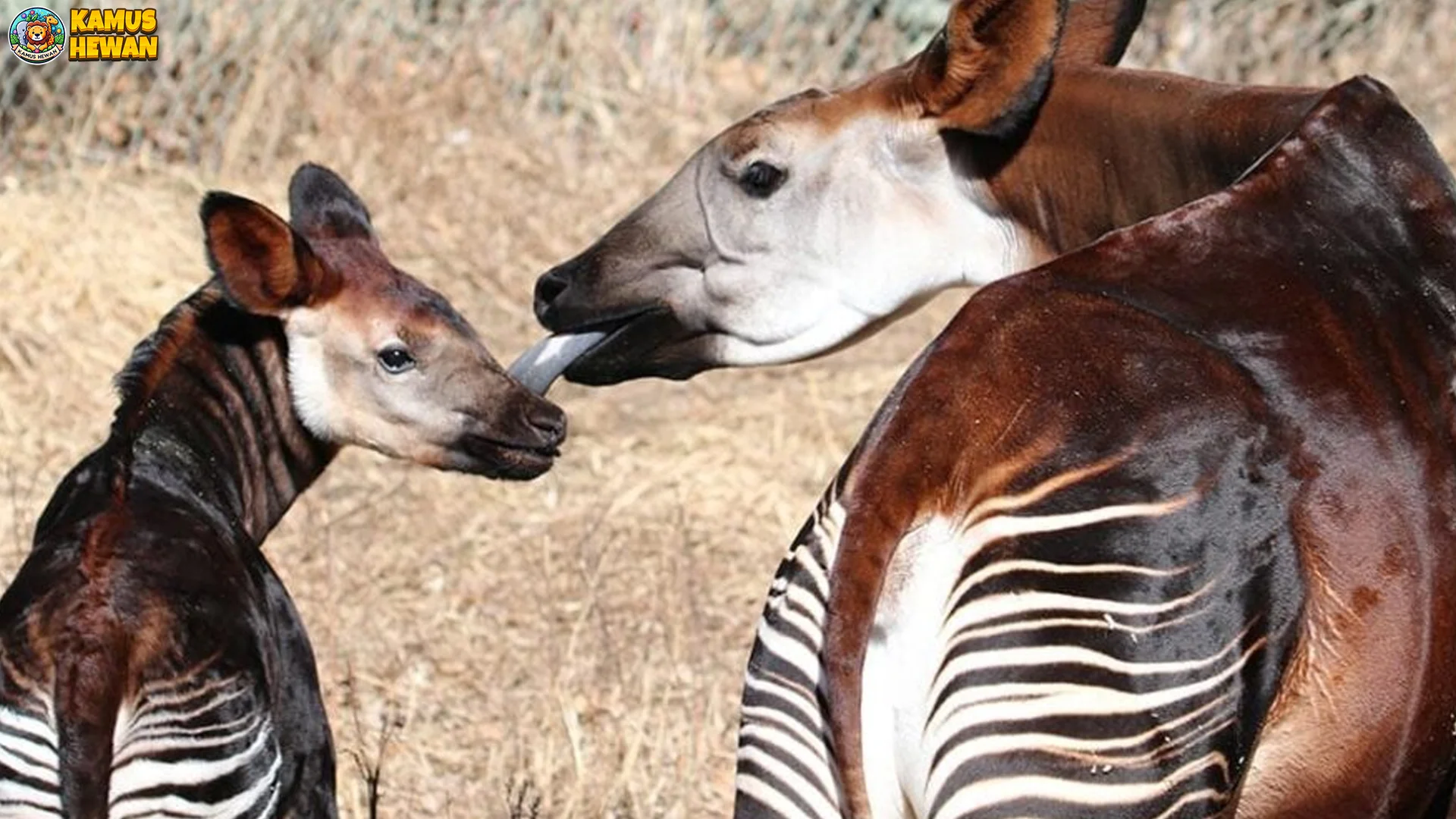 Okapi Itu Keren Banget 5 Fakta yang Bakal Bikin Kamu Kagum 2 Okapi Itu Keren Banget 5 Fakta yang Bakal Bikin Kamu Kagum