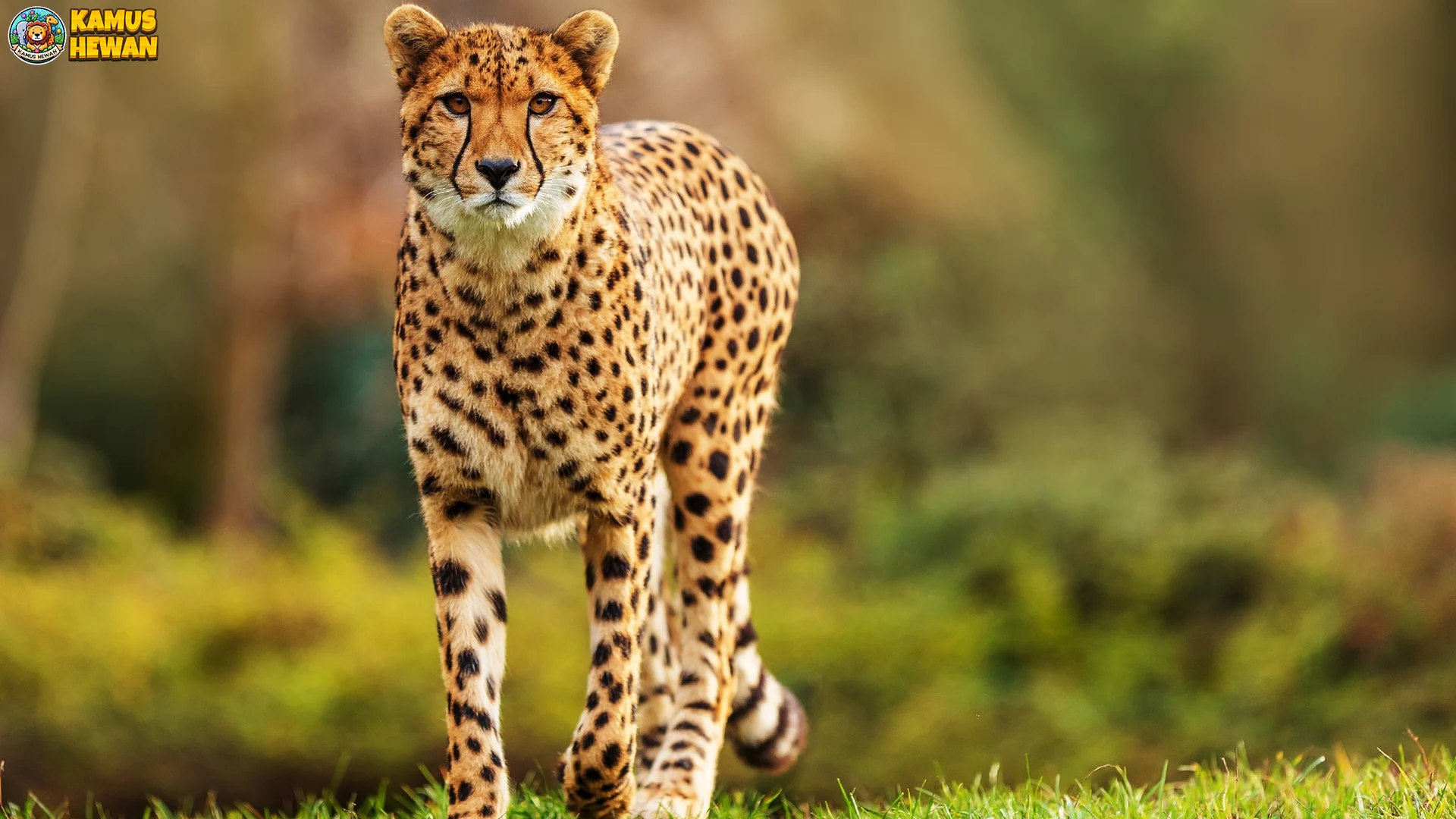 4 Momen Epik yang Menunjukkan Kekuatan Citah dalam Berburu