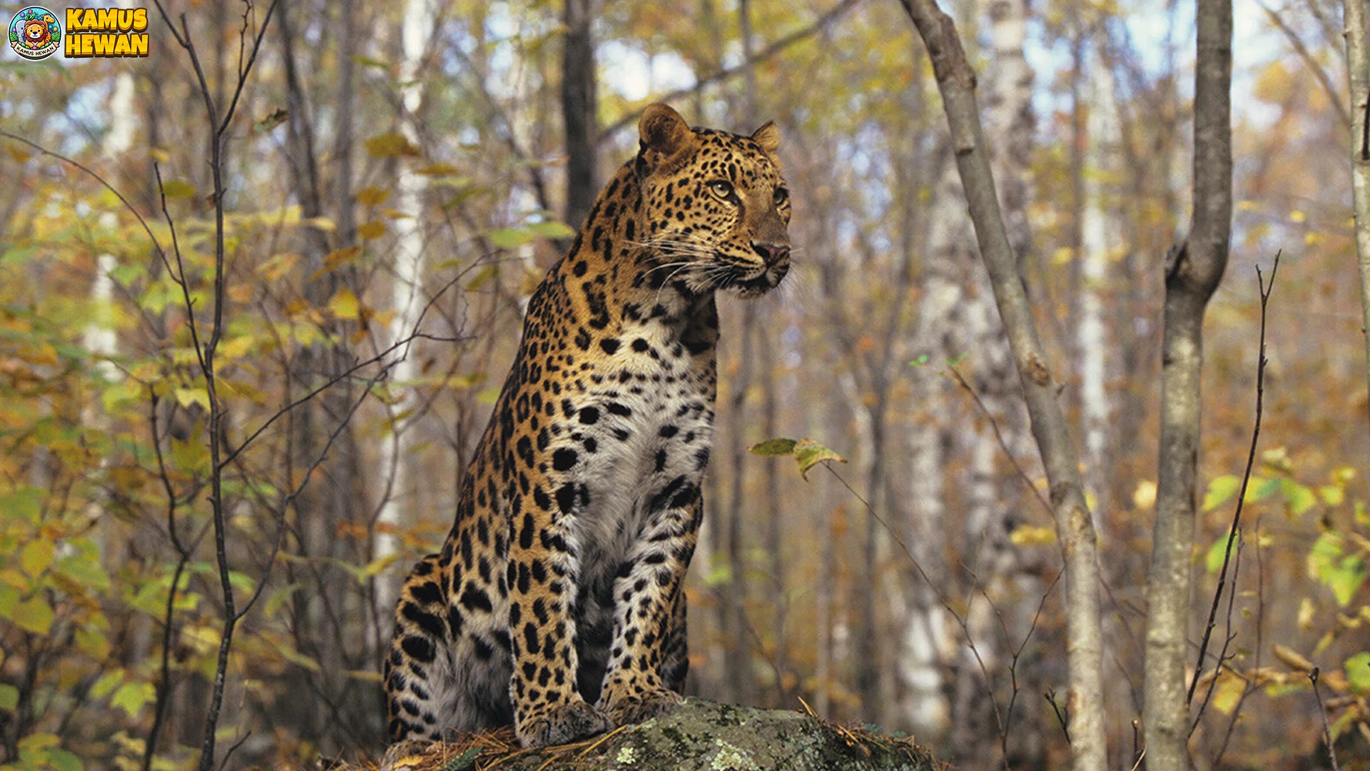 Dari 4 Kebiasaan Unik Macan Tutul Amur Yang Wajib Lo Kenal Banget