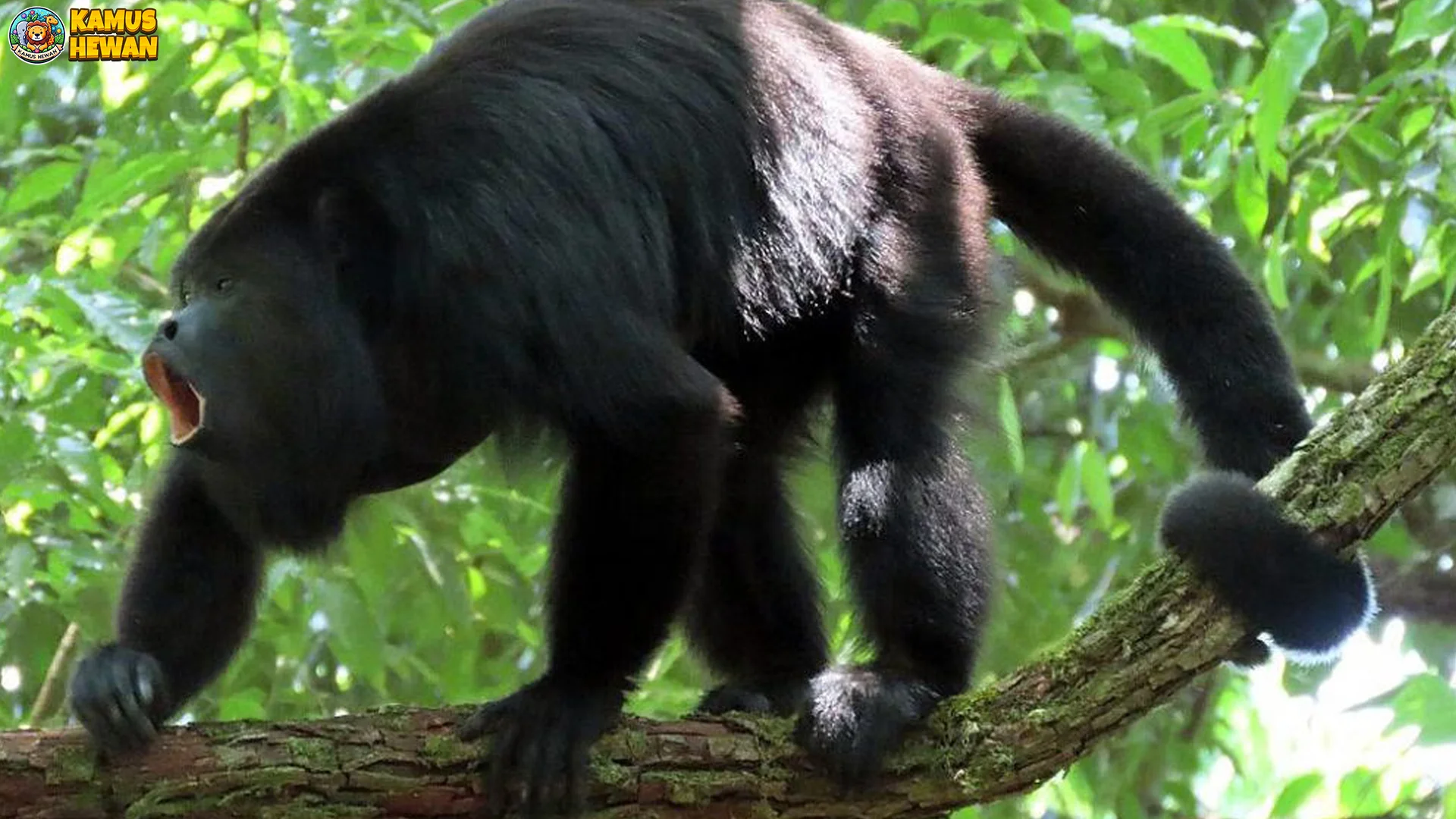 Dari 5 Fakta Monyet-lolong, Ini yang Paling Bikin Kamu Terpesona