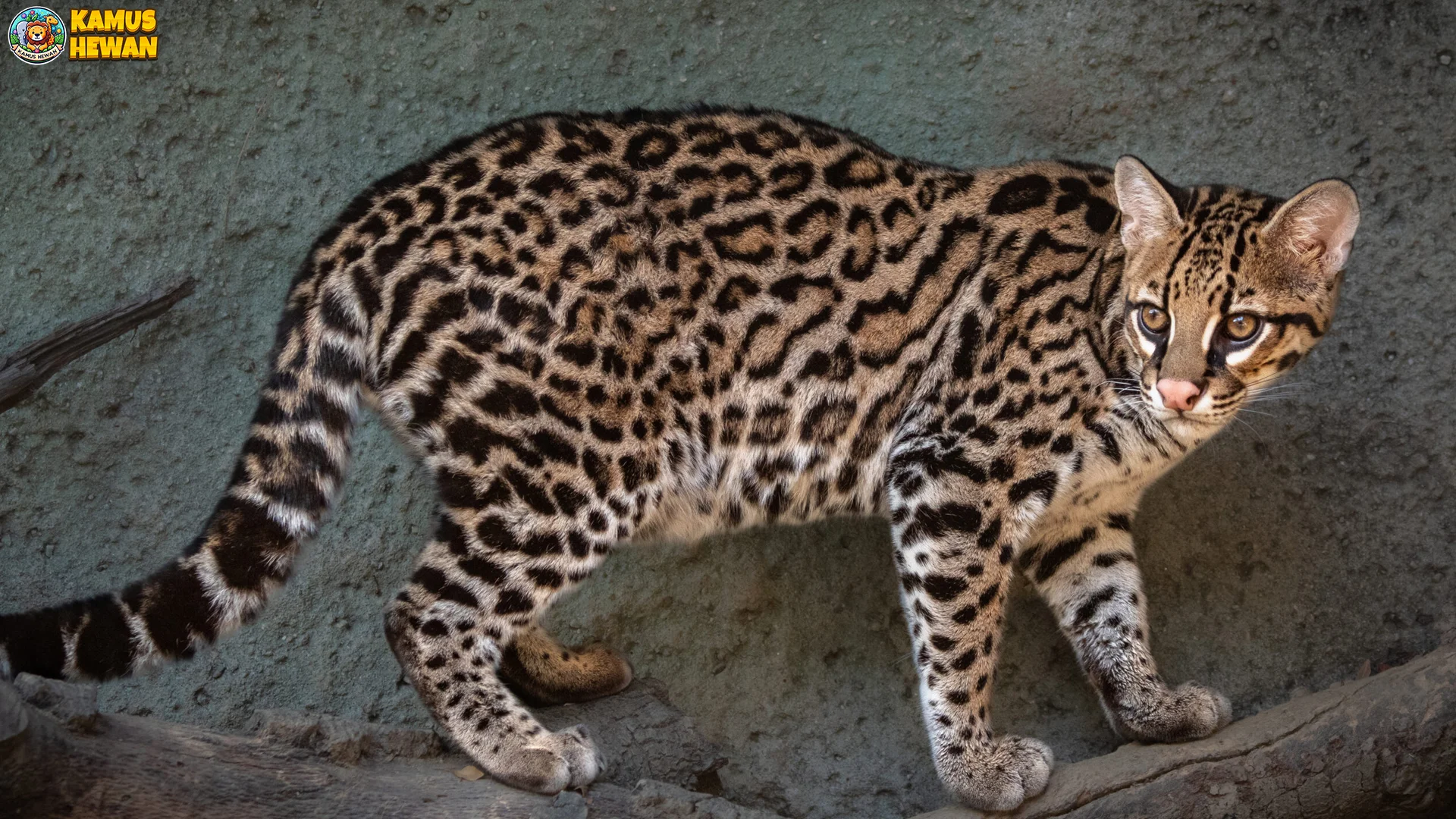 Ocelot dengan 5 Fakta Sniper Malam yang Bikin Lo Terpesona