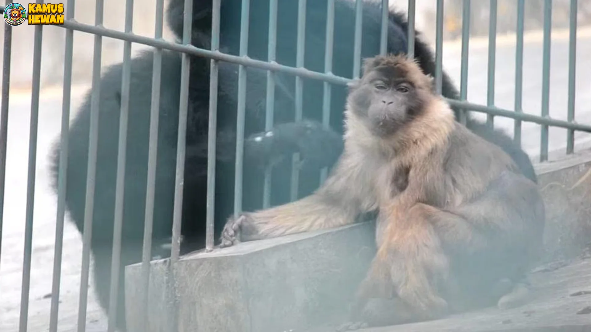 5 Gaptek Fakta Bokoi yang Bikin Lo Melongo, Beneran Deh 1 5 Gaptek Fakta Bokoi yang Bikin Lo Melongo, Beneran Deh