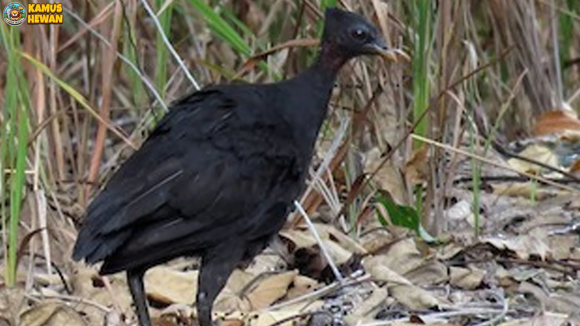 4 Rahasia Habitat Gosong Kelam di Lereng Gunung Kalimantan Selatan 2 4 Rahasia Habitat Gosong Kelam di Lereng Gunung Kalimantan Selatan