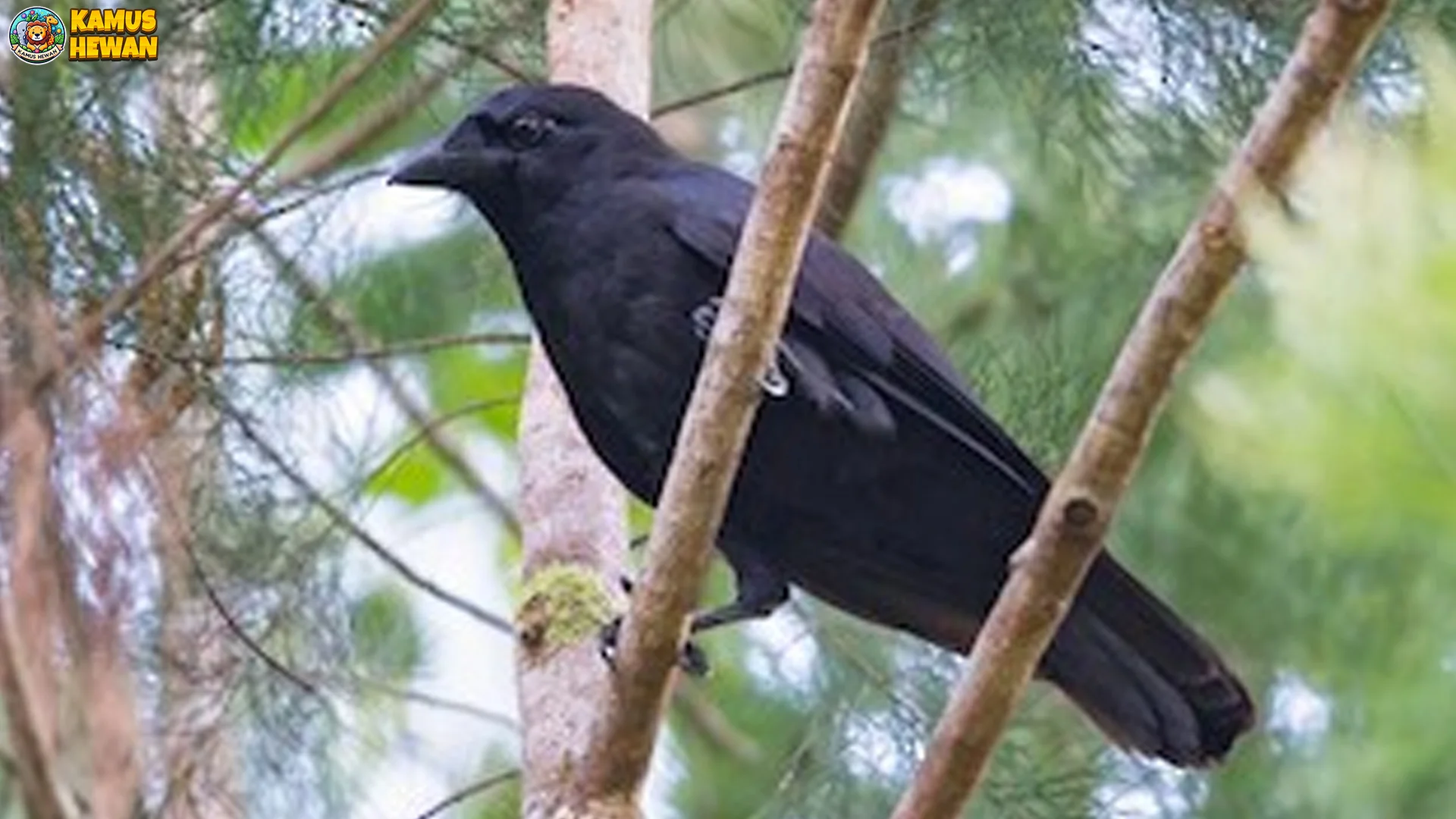 Gagak Maluku Hadirkan 5 Fakta Suara Keras Caw-Caw Dominan 2 Gagak Maluku Hadirkan 5 Fakta Suara Keras Caw-Caw Dominan