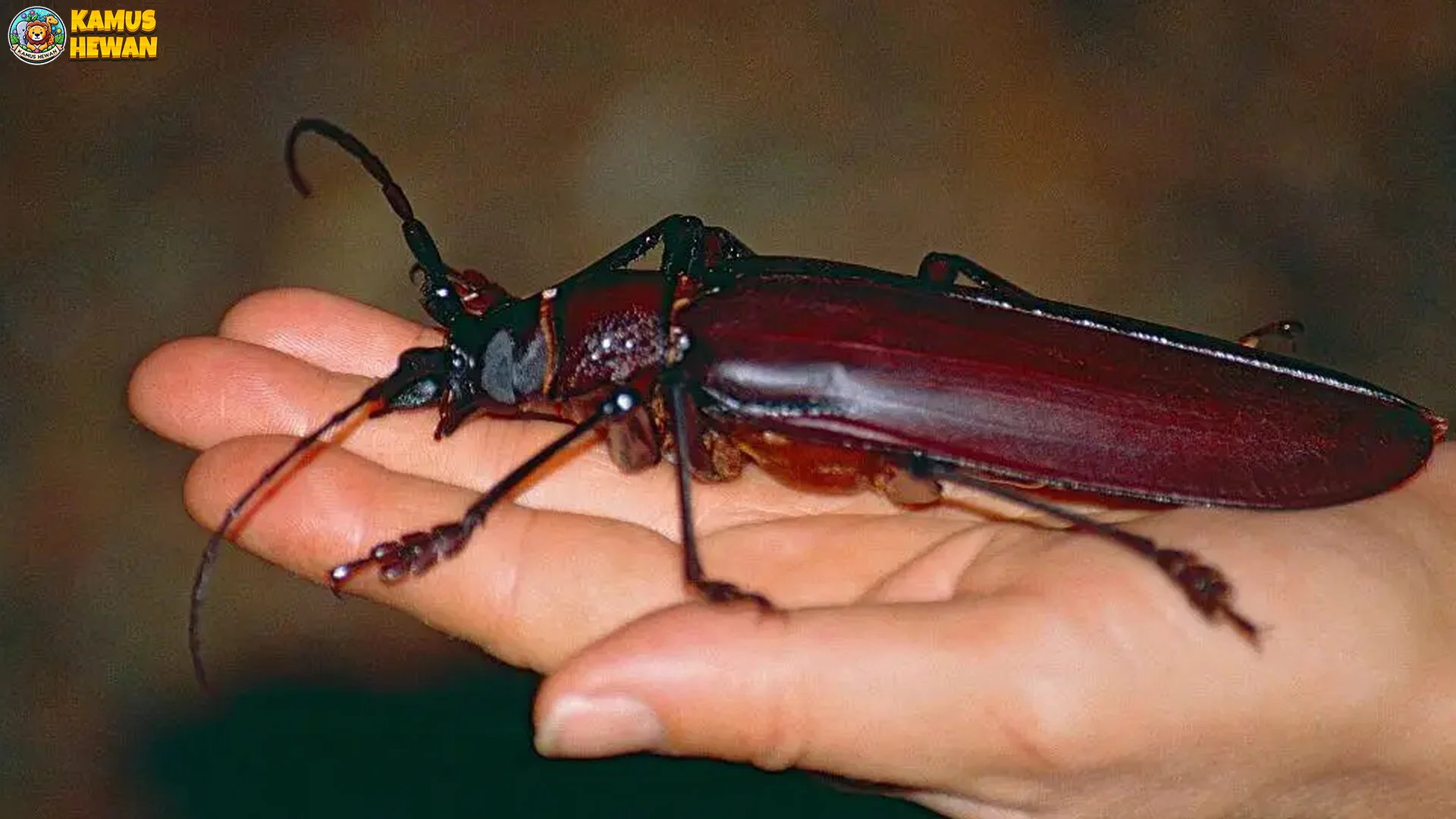 Mengenal Kumbang Titan Lewat 5 Ciri Morfologi Yang Menakjubkan 1 Mengenal Kumbang Titan Lewat 5 Ciri Morfologi Yang Menakjubkan