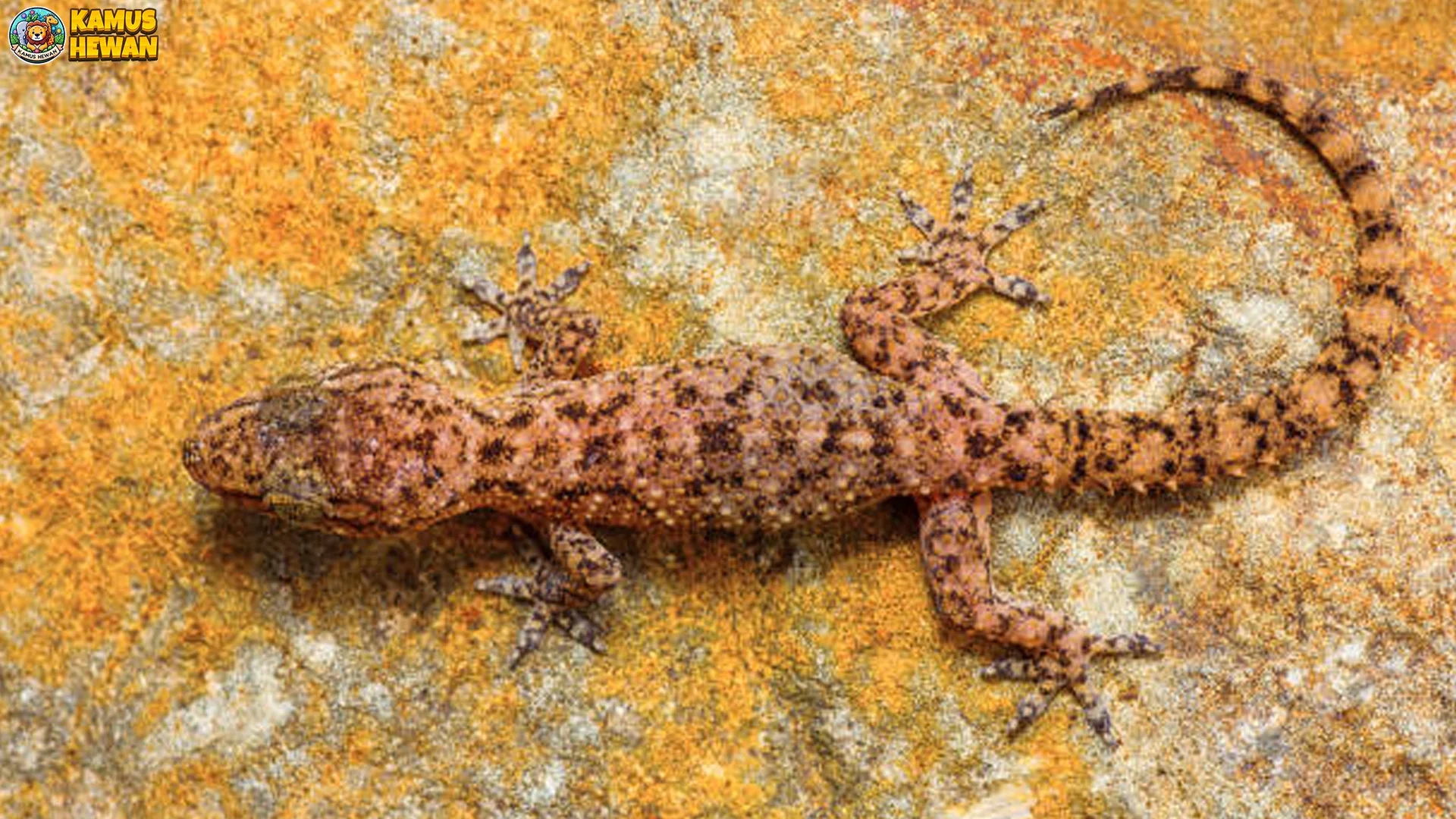 Cecak Kayu Tampil Imut Tapi Lincah 5 Fakta yang Bikin Kagum