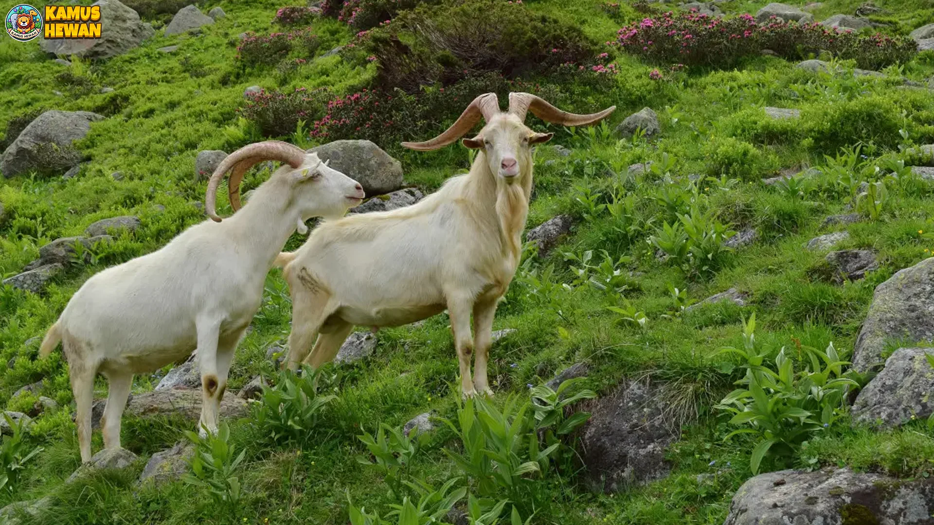 Ciri Fisik Kambing Saanen: Tubuh Putih Ramping 70-100 Kg Dewasa 2 Ciri Fisik Kambing Saanen: Tubuh Putih Ramping 70-100 Kg Dewasa
