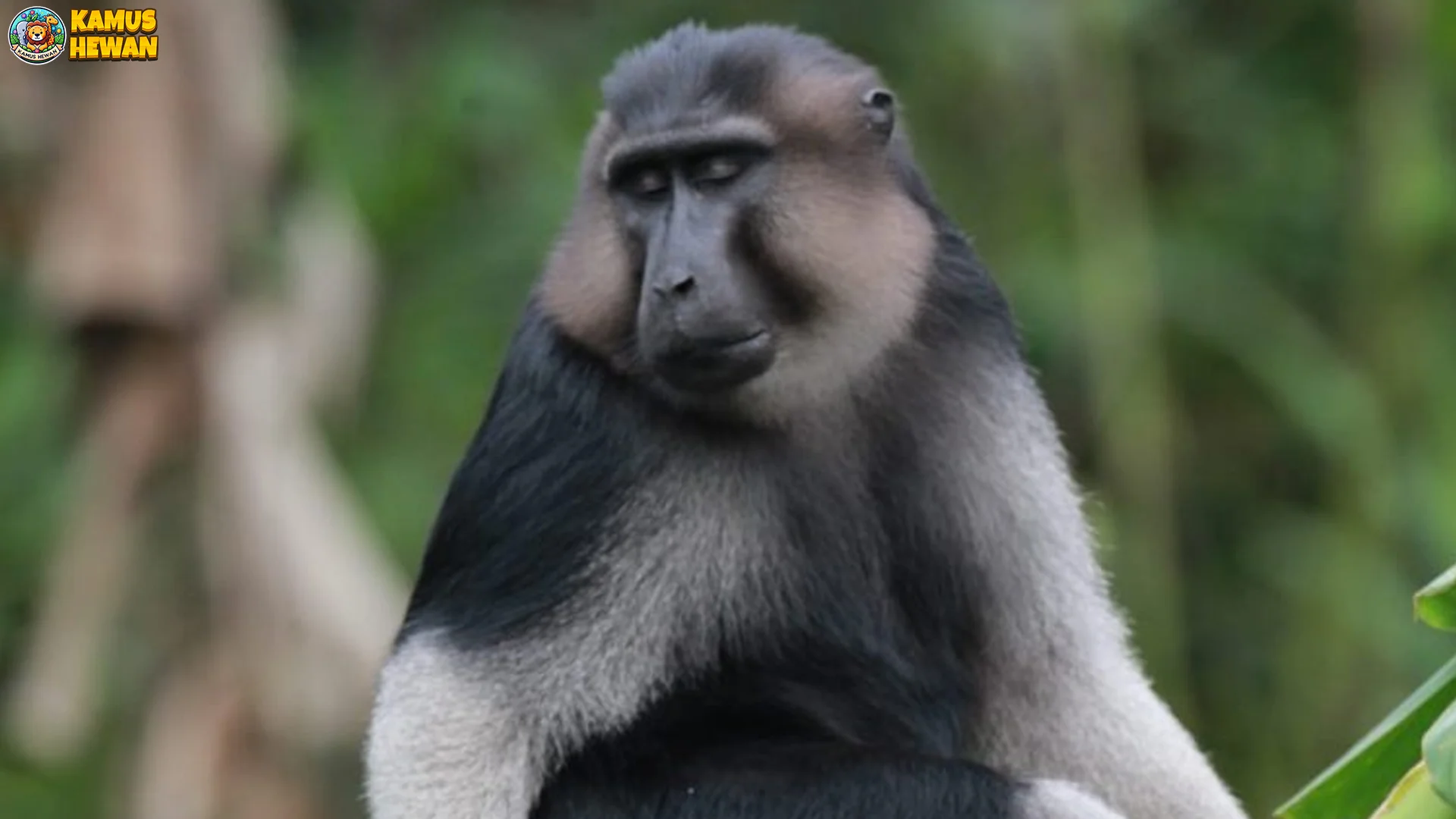 Kenal Duluan 4 Habitat Populer Monyet Digo 600-800 Mdpl