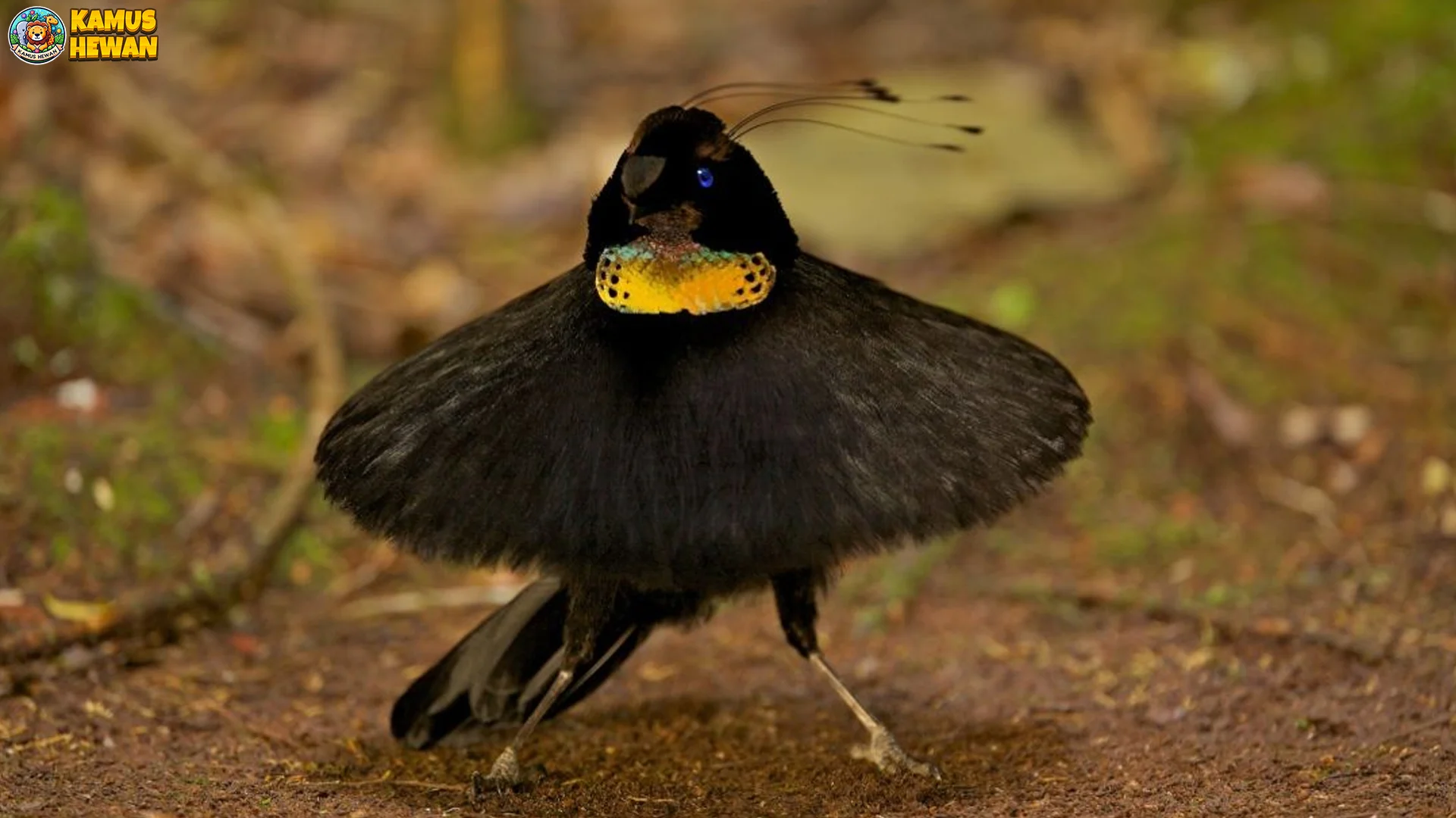 Dari Vogelkop, 5 Rahasia Burung Parotia Arfak yang Misterius Abis 1 Dari Vogelkop, 5 Rahasia Burung Parotia Arfak yang Misterius Abis
