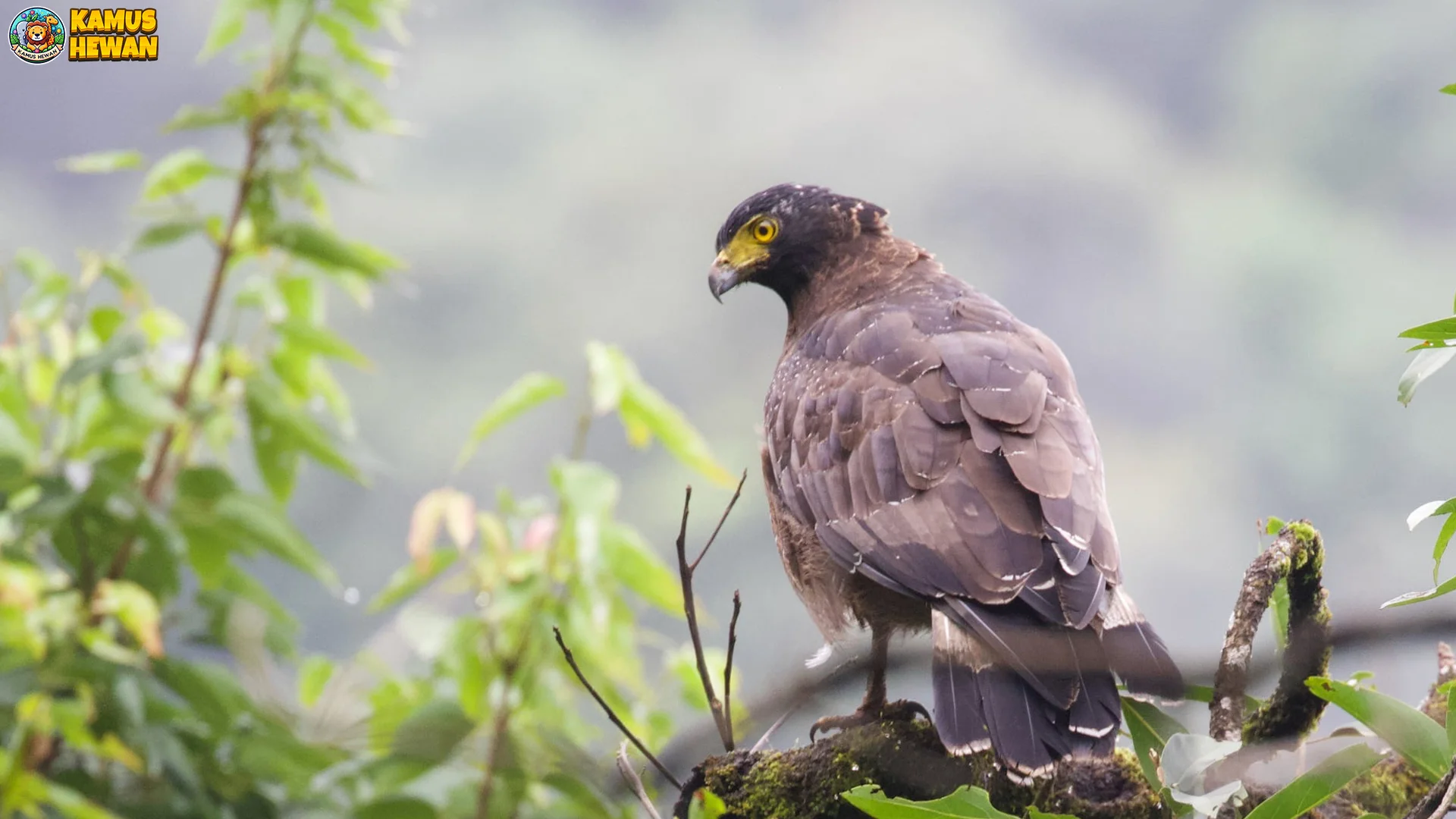 Vibes Kidul Spilornis yang Bisa Terbang Hingga 8 Jam Nonstop