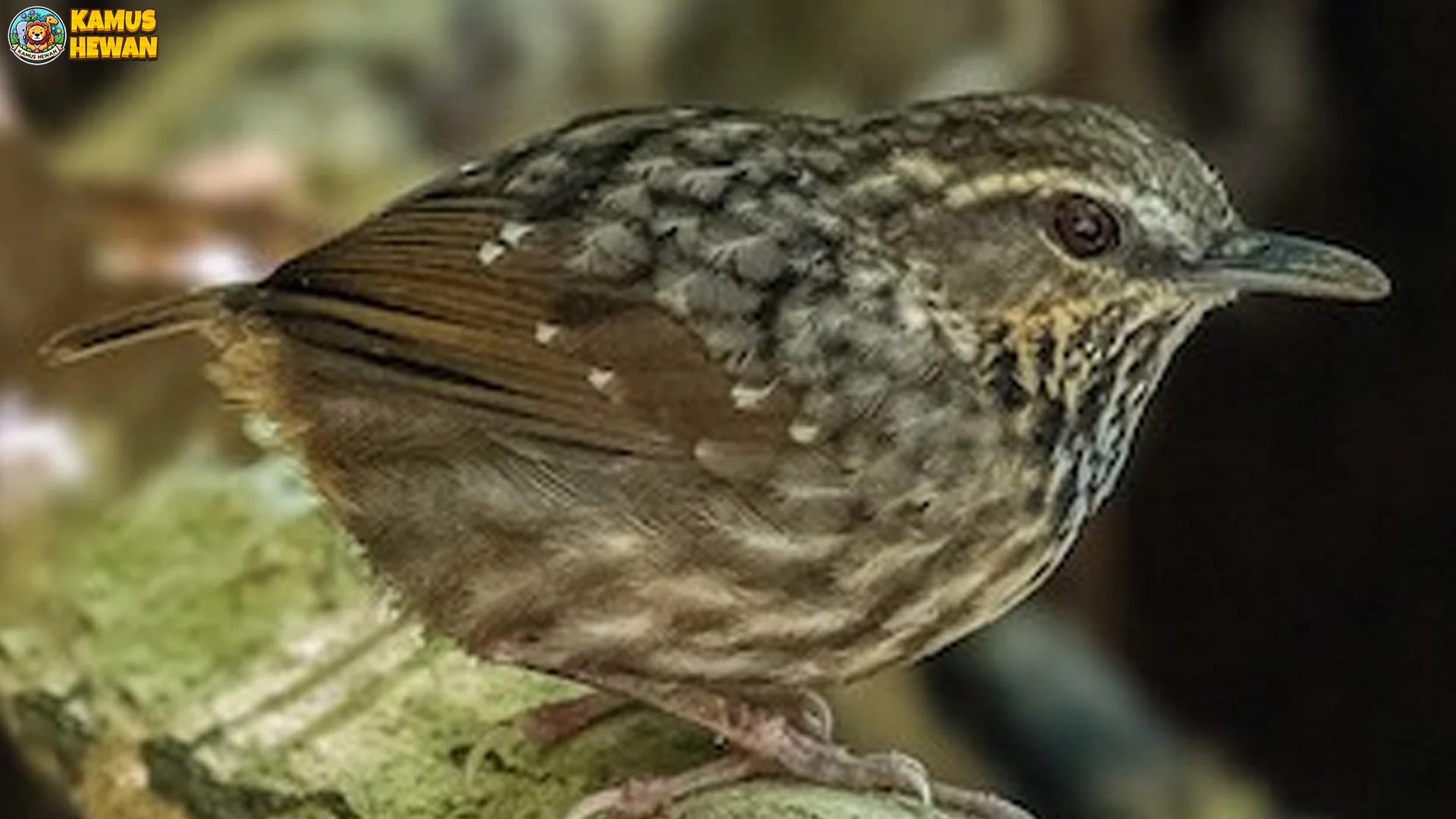 Berencet Berkening Ungkap 5 Tipe Kicauan yang Beda Banget 2 Berencet Berkening Ungkap 5 Tipe Kicauan yang Beda Banget