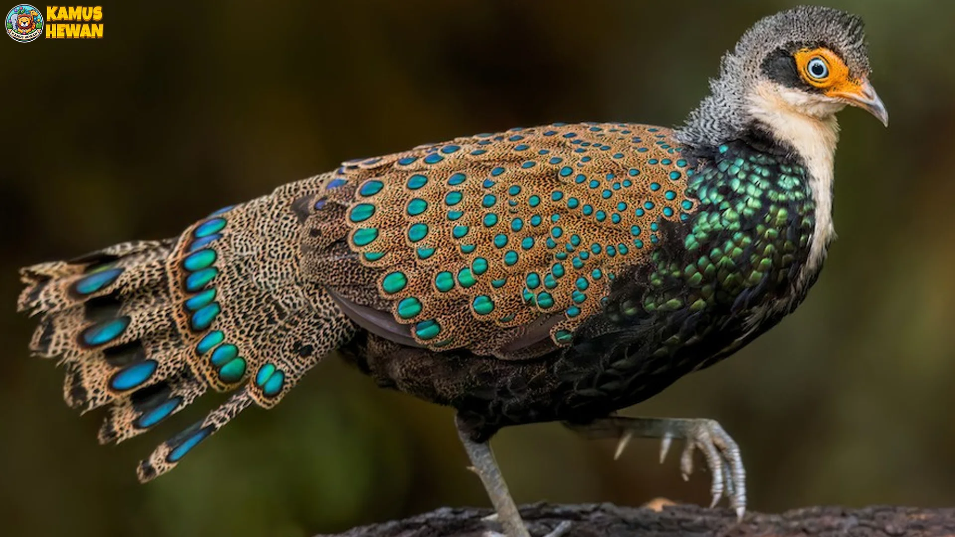 Kenali Kuau Kerdil Lewat 4 Habitat Utama yang Harus Dilindungi