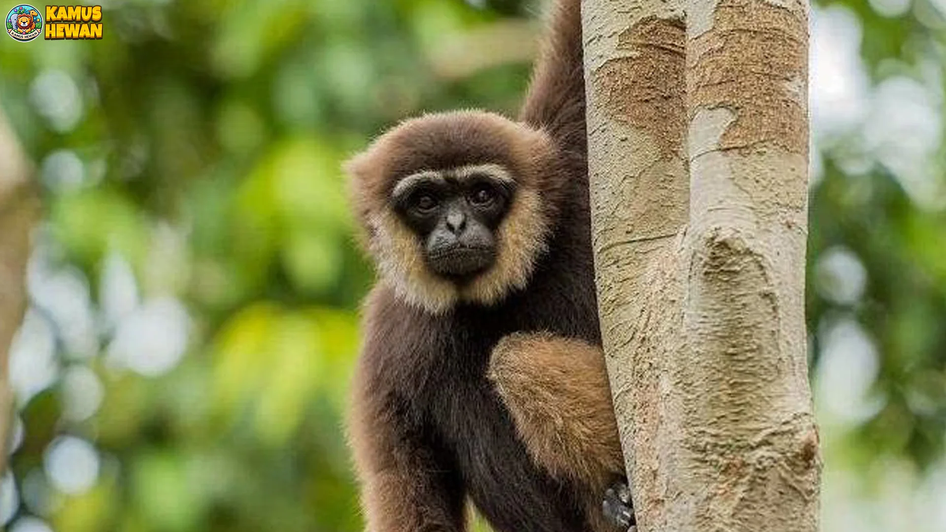 5 Kebiasaan Sosial Owa Kalimantan Yang Menarik Untuk Diamati 2 5 Kebiasaan Sosial Owa Kalimantan Yang Menarik Untuk Diamati