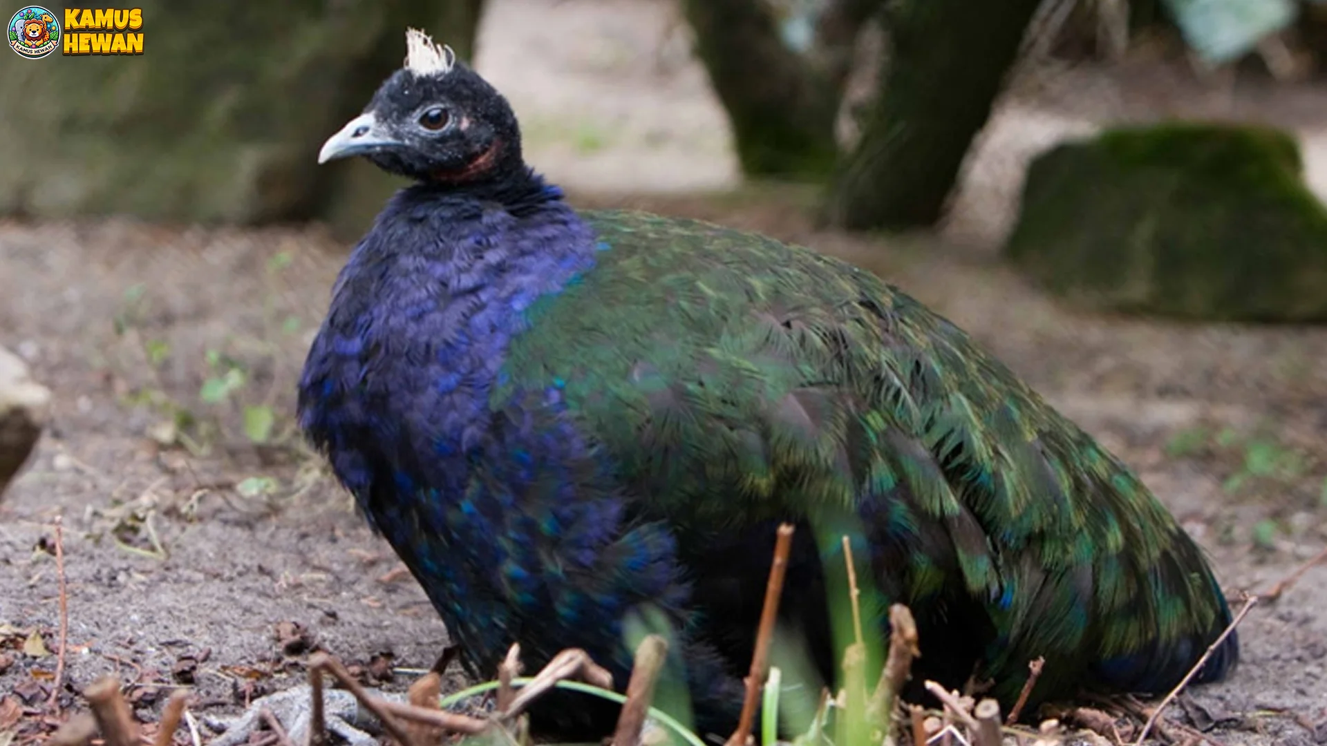 Mengulik Merak Kongo Melalui 4 Perilaku Kawin yang Spektakuler