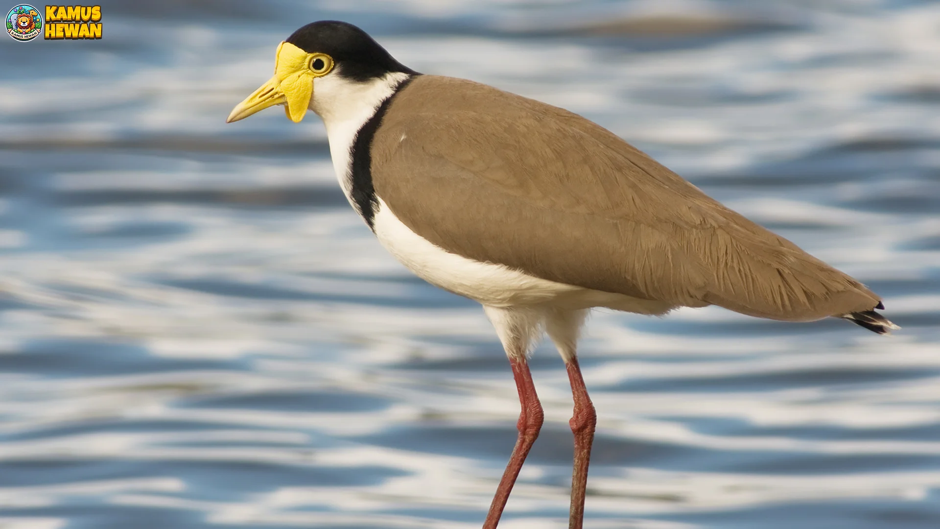 5 Habitat Trulek Topeng yang Paling Sering Banget Dikunjungi Ilmuwan 1 5 Habitat Trulek Topeng yang Paling Sering Banget Dikunjungi Ilmuwan