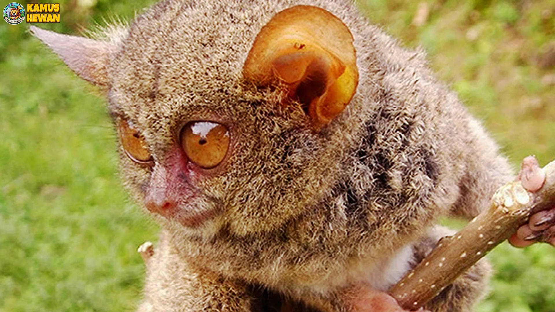 4 Keunikan Hewan Tarsius Peleng Yang Sulit Ditemukan Di Tempat Lain Asli