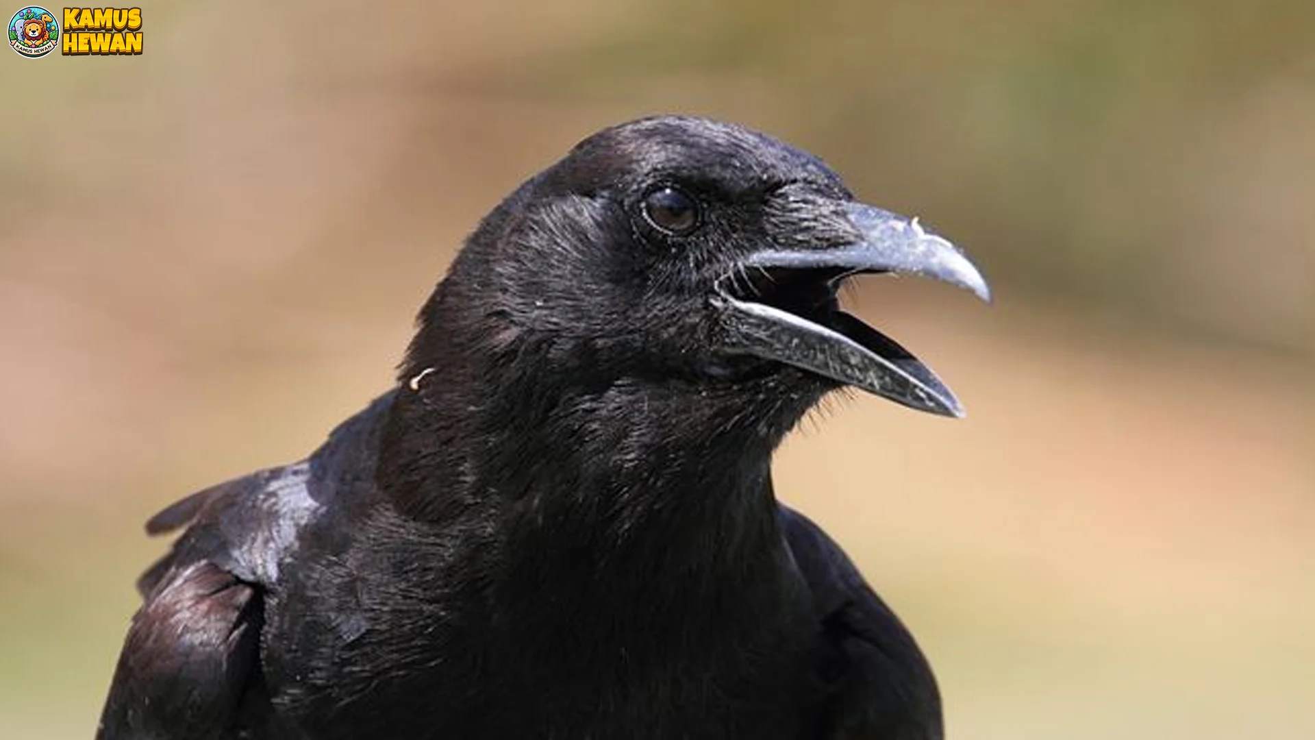 Hewan Gagak Hutan, 5 Keistimewaan Yang Membuat Peneliti Kagum