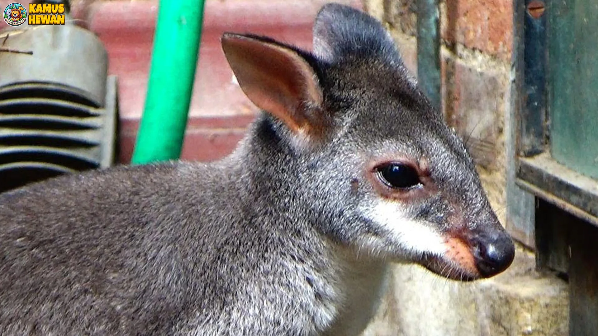 Pelandu Aru Perlihatkan 4 Karakteristik Fisik yang Memikat Peneliti 2 Pelandu Aru Perlihatkan 4 Karakteristik Fisik yang Memikat Peneliti