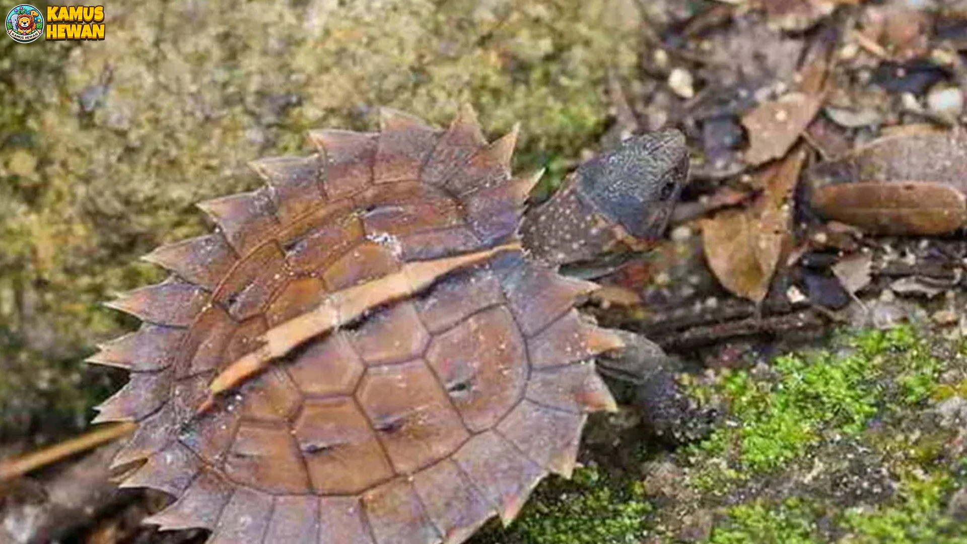 Hewan Kura-kura Bergerigi Perlihatkan 4 Karakteristik Fisik yang Memikat