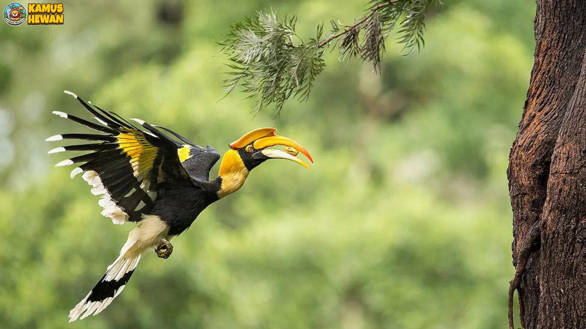 Rangkong Papan 5 Keunikan Satwa yang Bikin Kamu Terpesona
