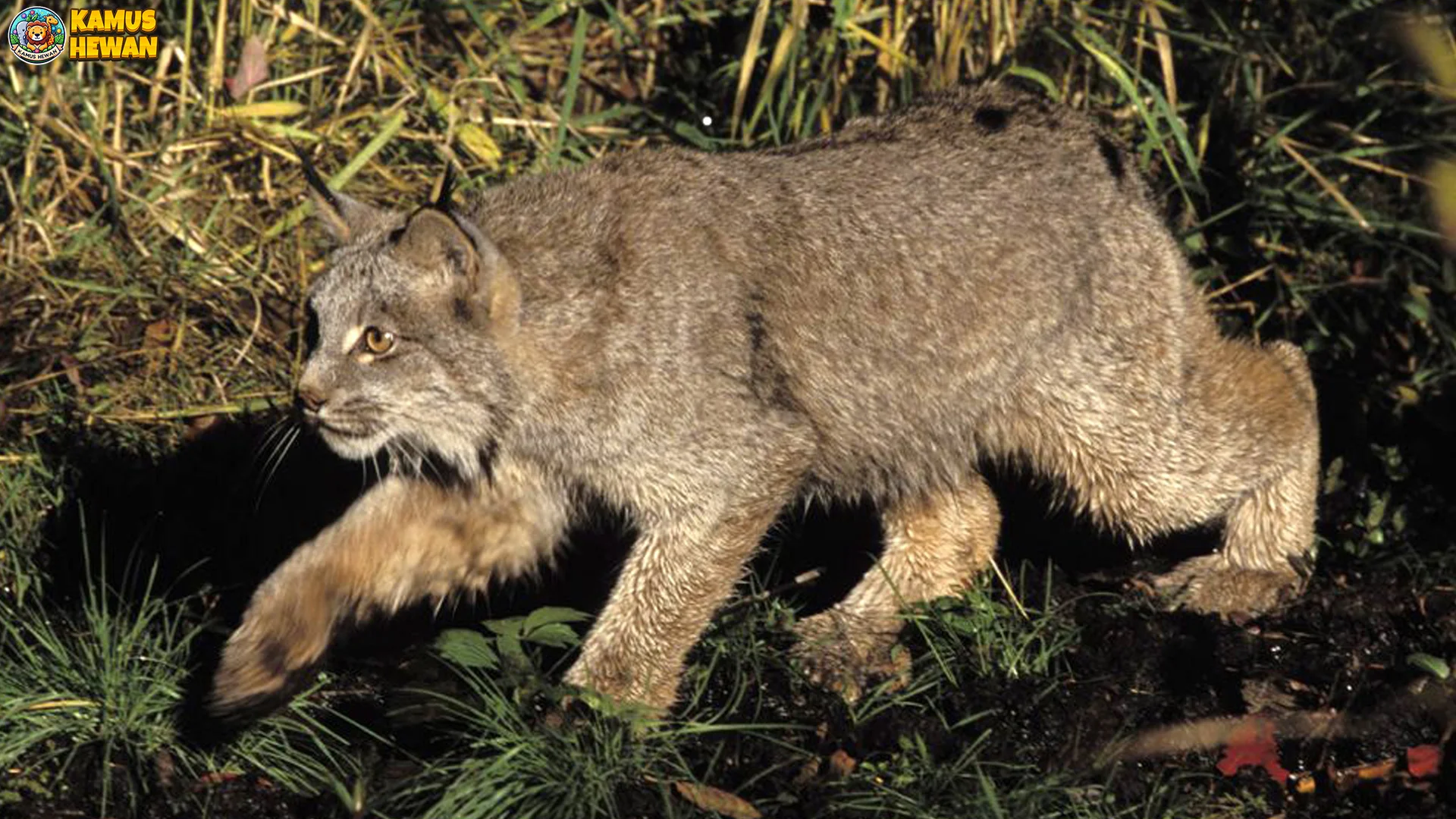 Hewan Kucing Kutub Perlihatkan 4 Bukti Unik Tentang Predator Arktik