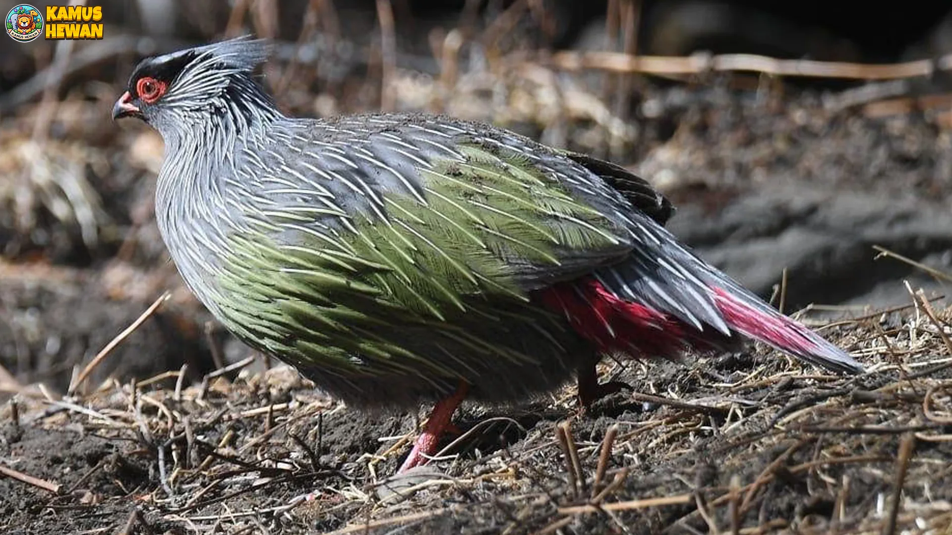 5 Gerakan Hewan Pegar Darah yang Pasti Bikin Kamu Terpesona 2 5 Gerakan Hewan Pegar Darah yang Pasti Bikin Kamu Terpesona