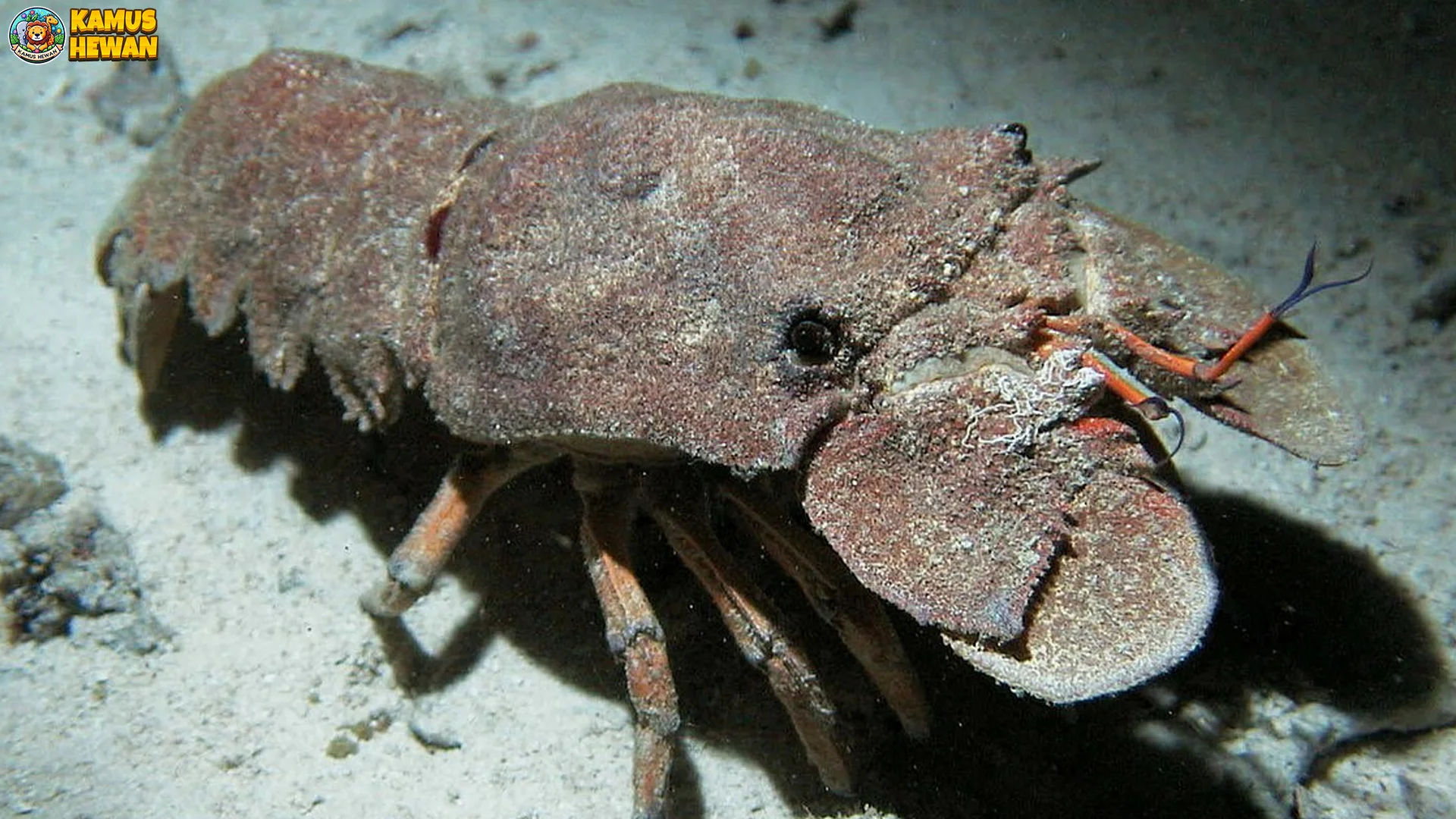 Capit Sandal Lobster Buka Tutup 8 Detik, Jebak Mangsa Kecil Instan Parah