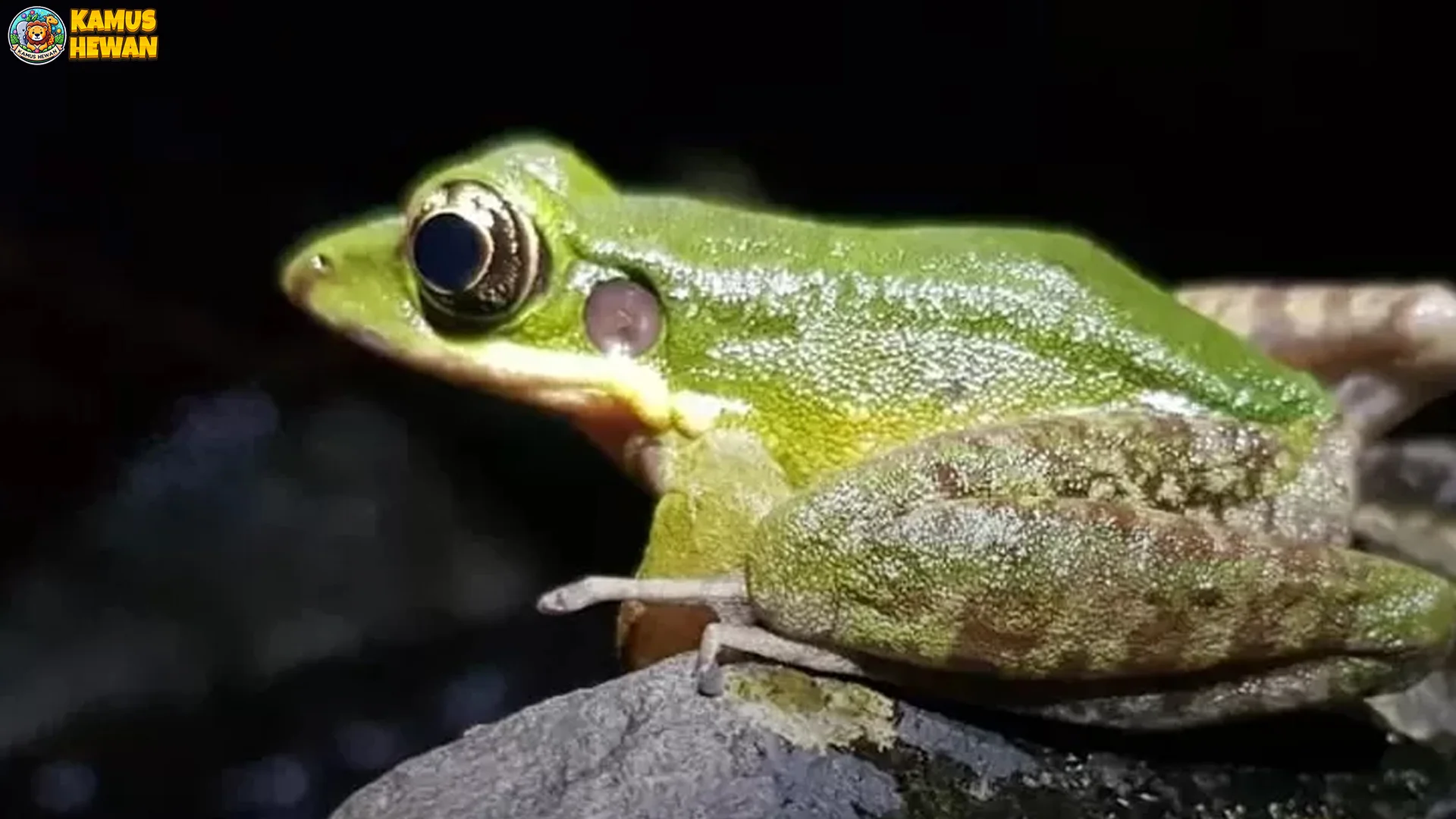 Kongkang Racun Tampilkan 4 Adaptasi Unik untuk Bertahan Hidup