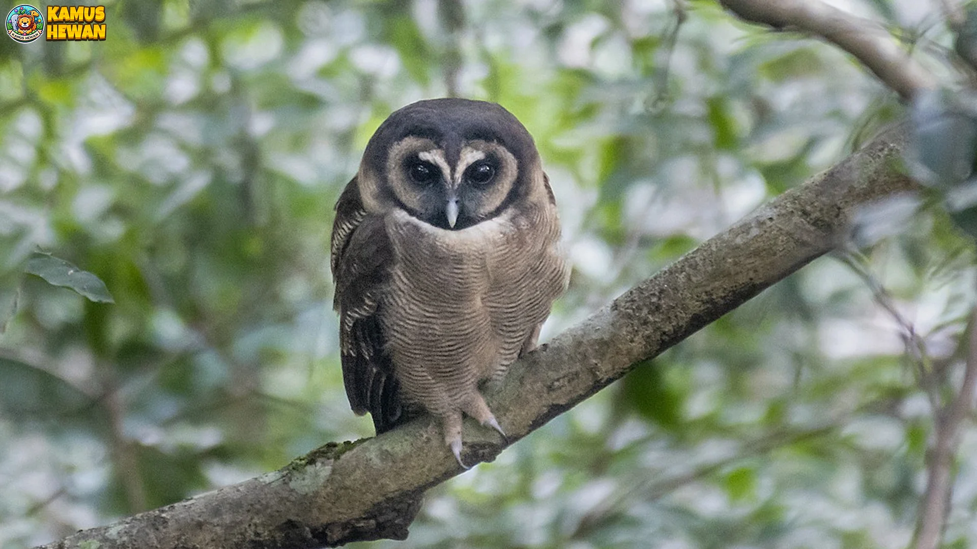 Penjelasan Lengkap Burung Kukuk Beluk, 5 Ciri Fisik Uniknya 1 Penjelasan Lengkap Burung Kukuk Beluk, 5 Ciri Fisik Uniknya
