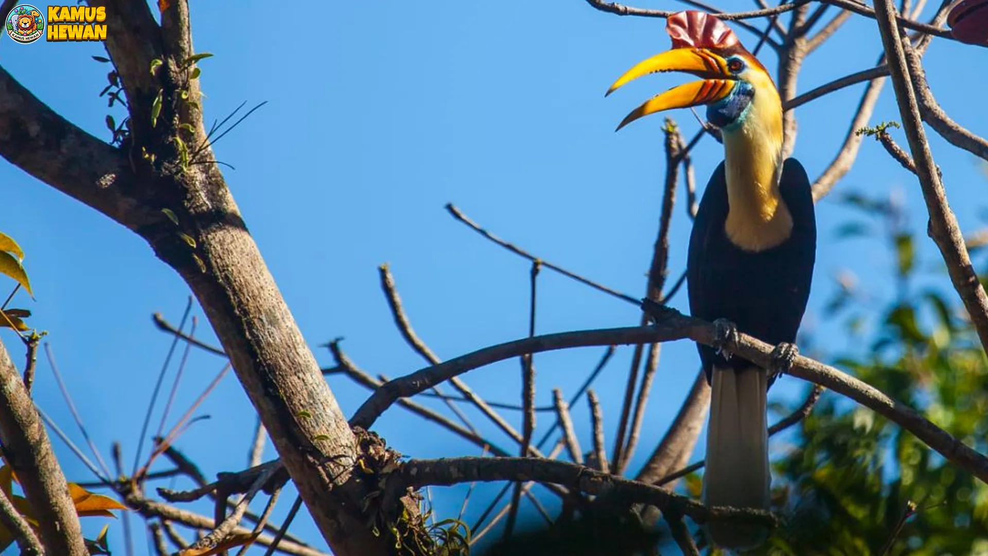 Perilaku Unik Julang Sulawesi Sosial, Berkelompok 20 Ekor Berisik Terbang