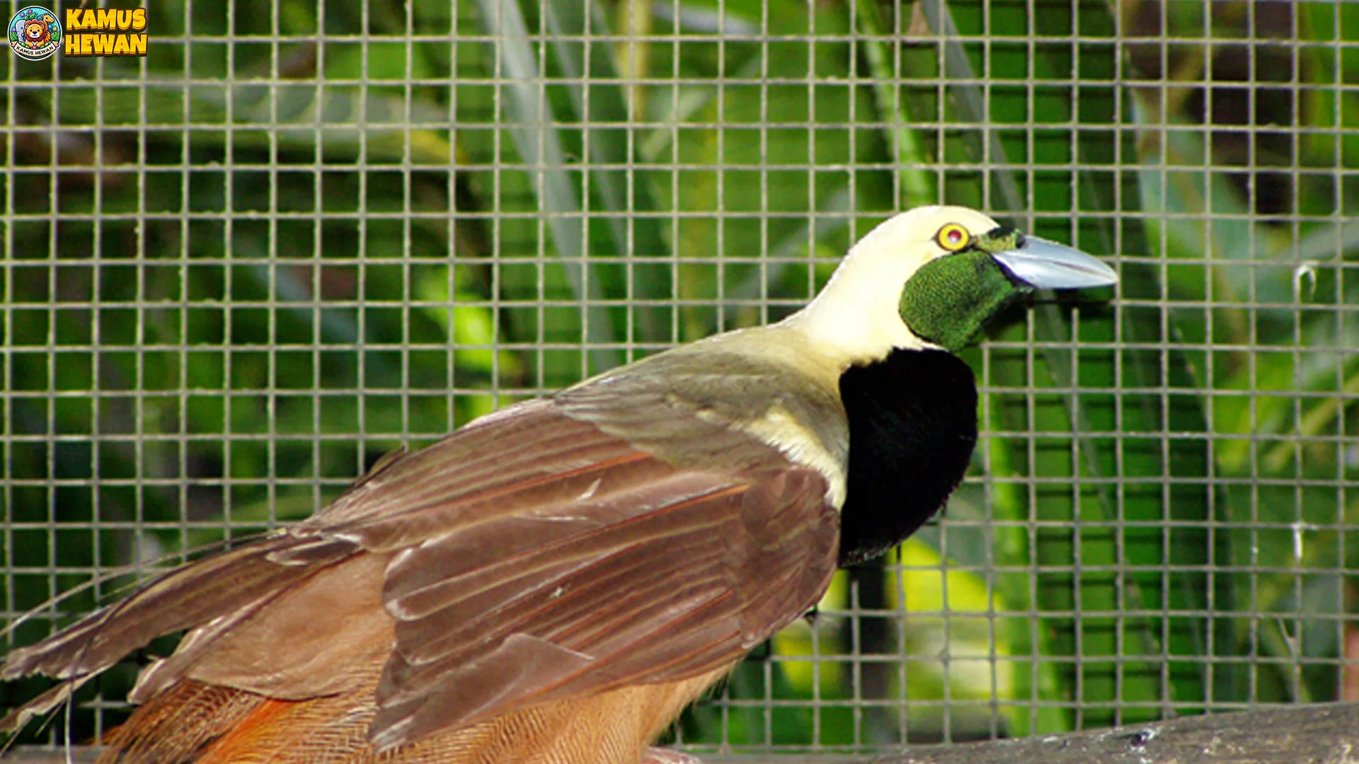 Menyaksikan Burung Paradisaea dalam 5 Habitat Alam Terbuka 4 Menyaksikan Burung Paradisaea dalam 5 Habitat Alam Terbuka