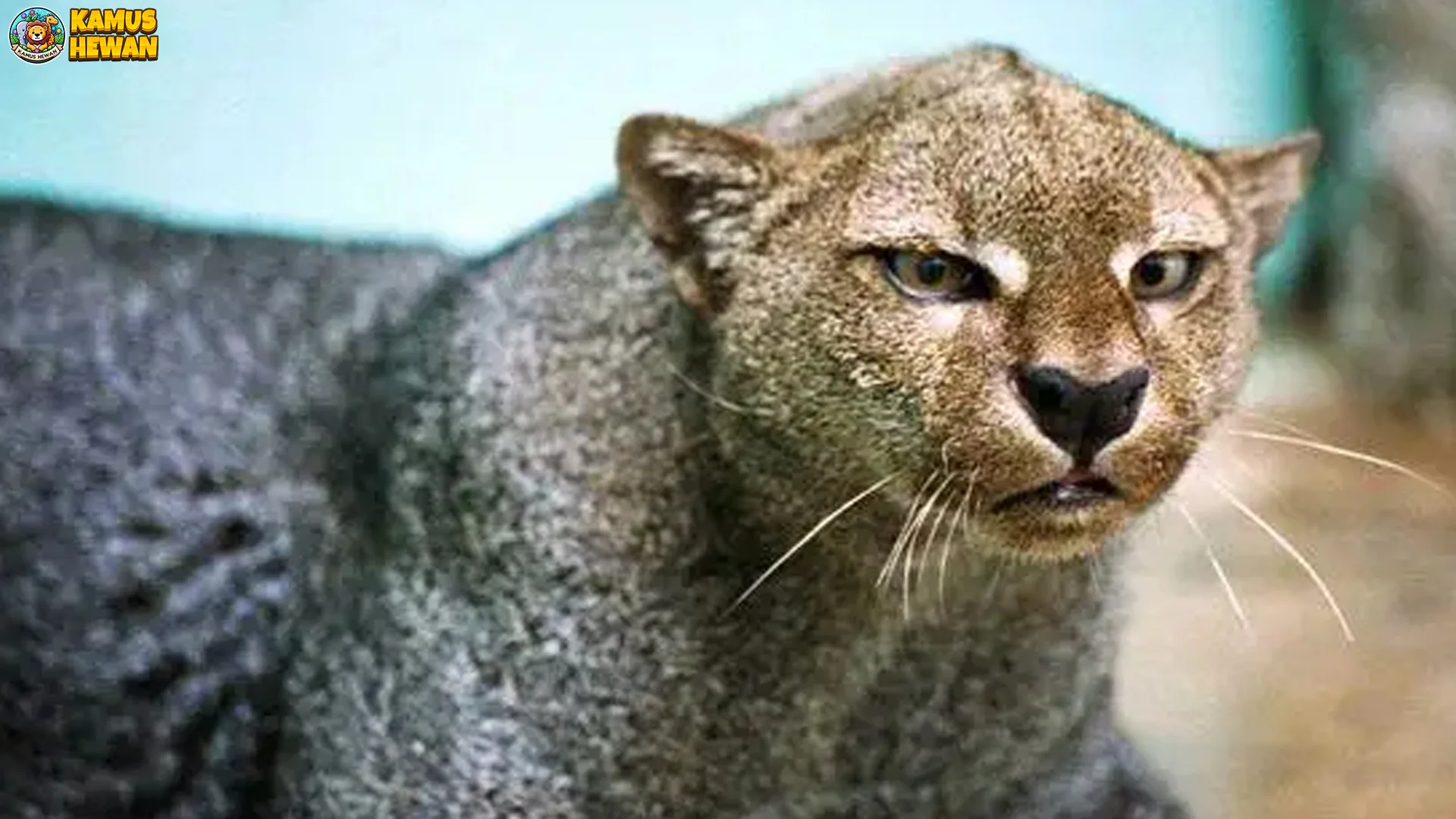 Warna Bulu Jaguarundi: 5 Varian Gaul yang Jarang Keliatan
