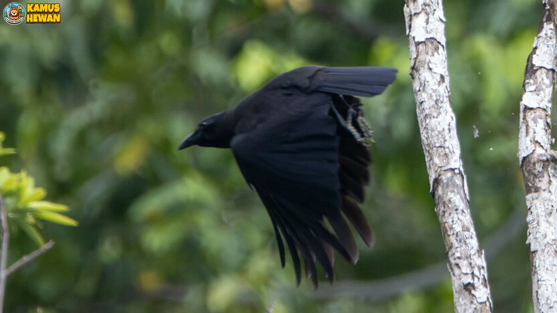 Gagak Maluku Hadirkan 5 Fakta Suara Keras Caw-Caw Dominan 1 Gagak Maluku Hadirkan 5 Fakta Suara Keras Caw-Caw Dominan