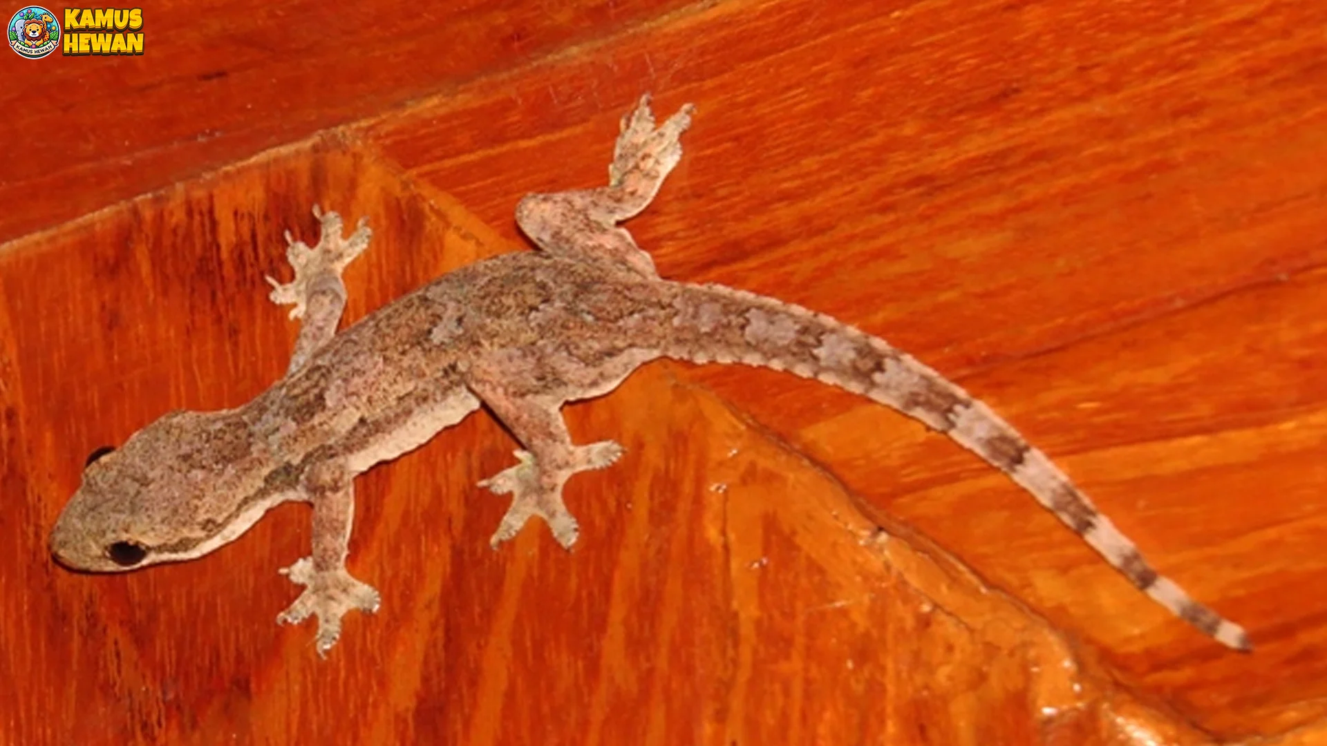 Cecak Kayu Tampil Imut Tapi Lincah 5 Fakta yang Bikin Kagum