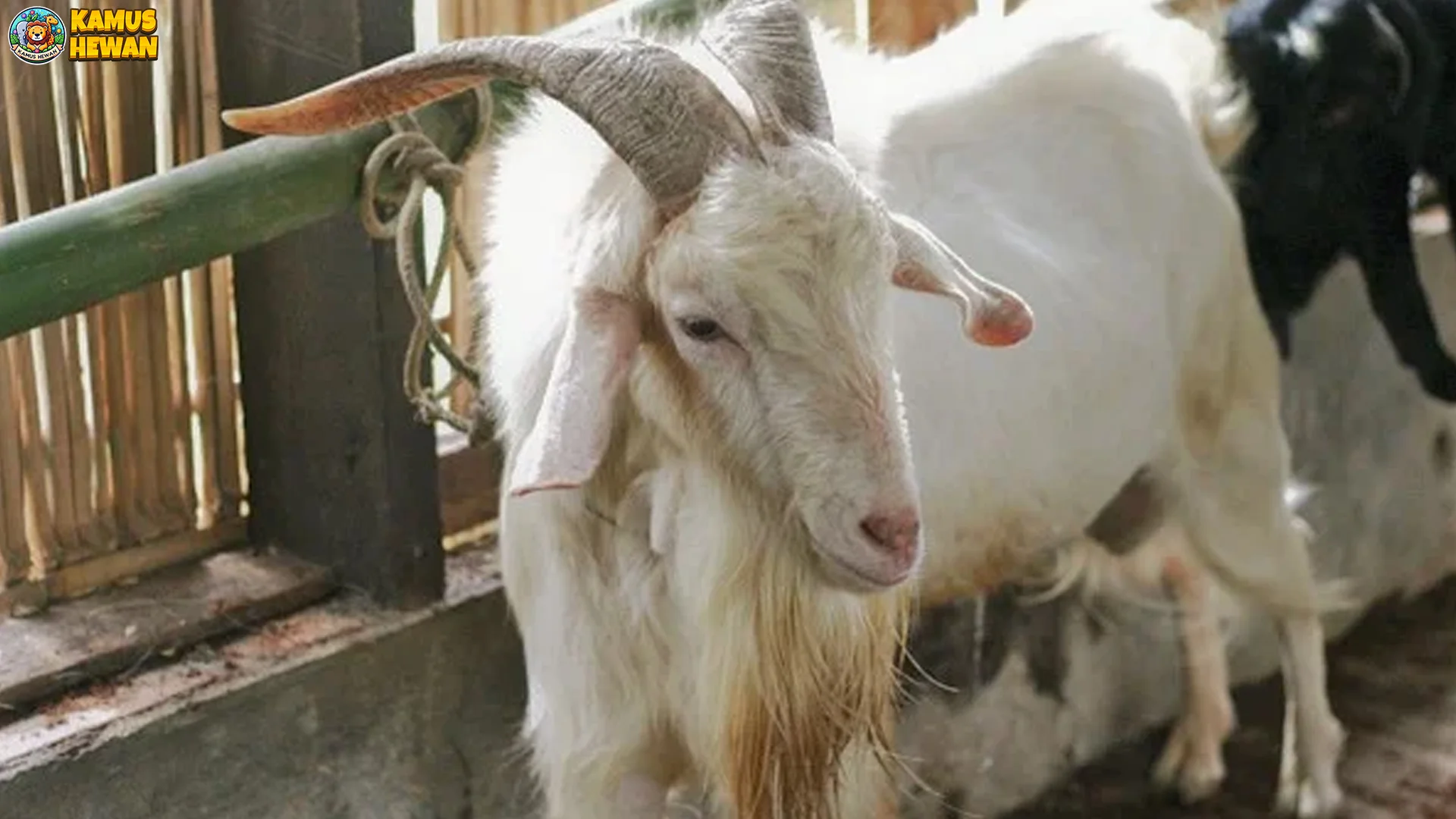 Ciri Fisik Kambing Saanen: Tubuh Putih Ramping 70-100 Kg Dewasa 1 Ciri Fisik Kambing Saanen: Tubuh Putih Ramping 70-100 Kg Dewasa