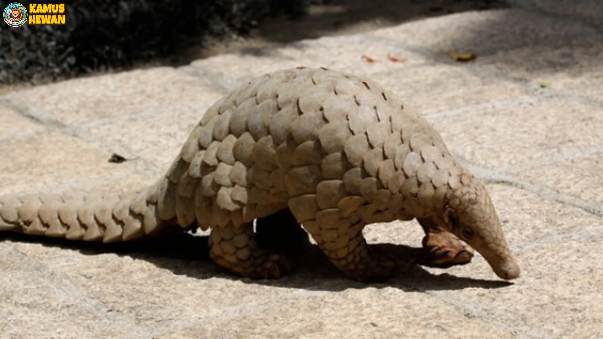 Tenggiling India dan 5 Fakta Sisik Keras yang Bikin Lo Melongo
