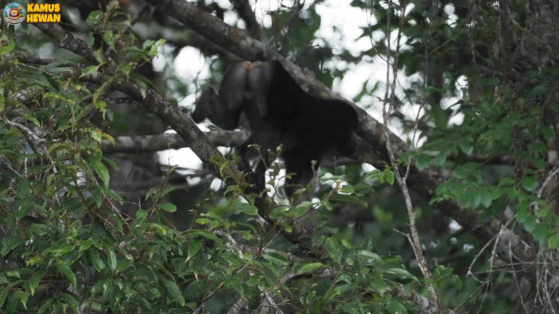 Kenal Duluan 4 Habitat Populer Monyet Digo 600-800 Mdpl