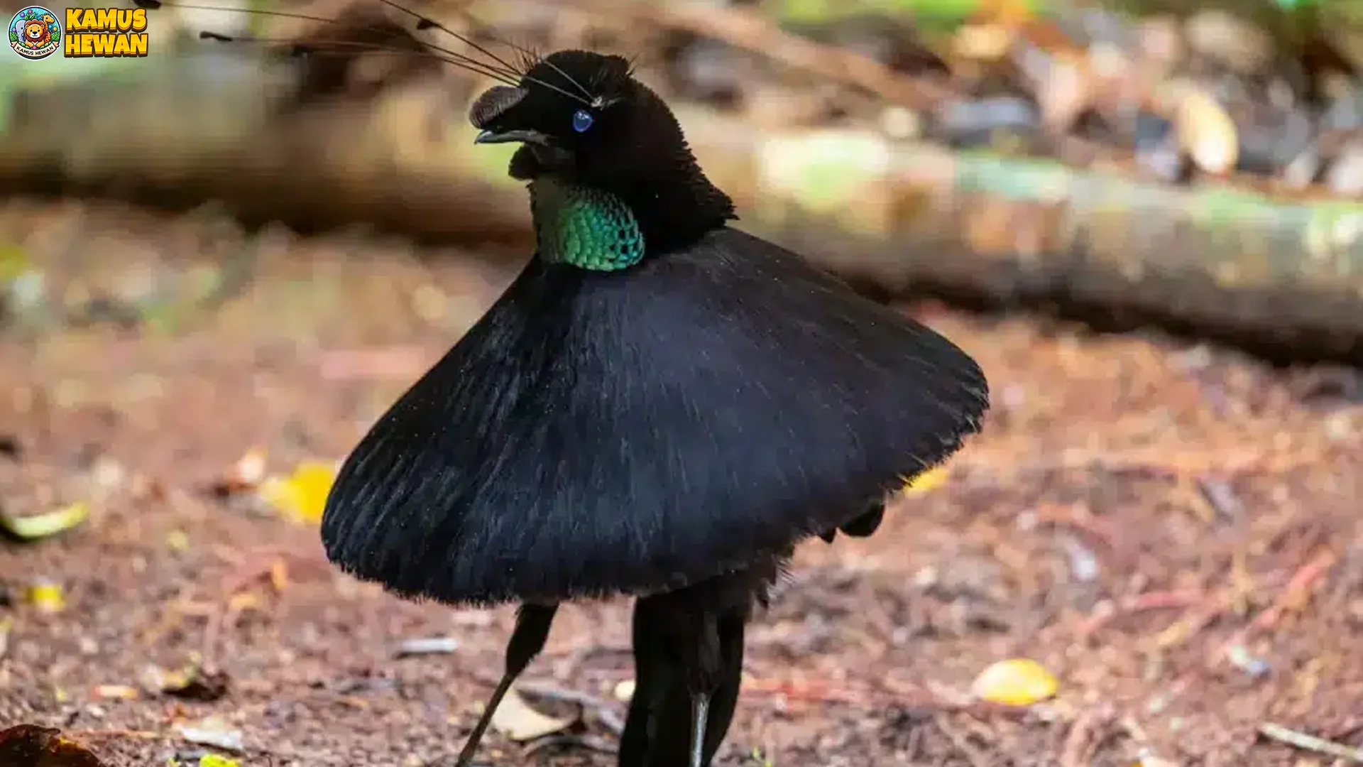 Dari Vogelkop, 5 Rahasia Burung Parotia Arfak yang Misterius Abis 2 Dari Vogelkop, 5 Rahasia Burung Parotia Arfak yang Misterius Abis