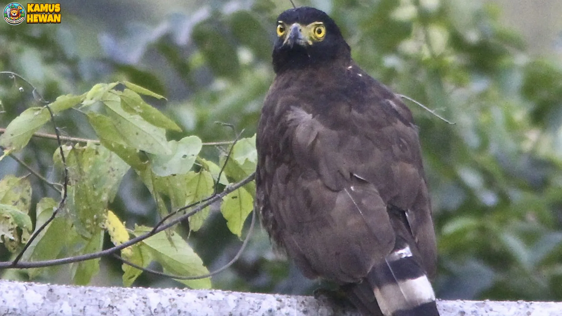 Vibes Kidul Spilornis yang Bisa Terbang Hingga 8 Jam Nonstop