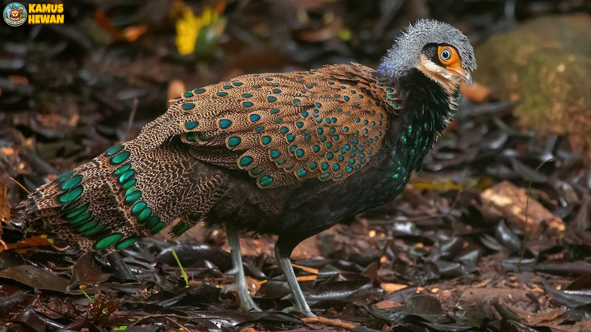 Kenali Kuau Kerdil Lewat 4 Habitat Utama yang Harus Dilindungi