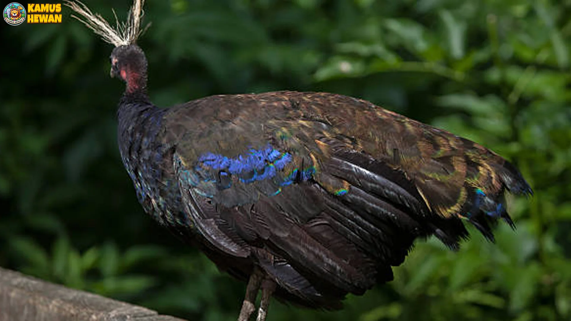 Mengulik Merak Kongo Melalui 4 Perilaku Kawin yang Spektakuler