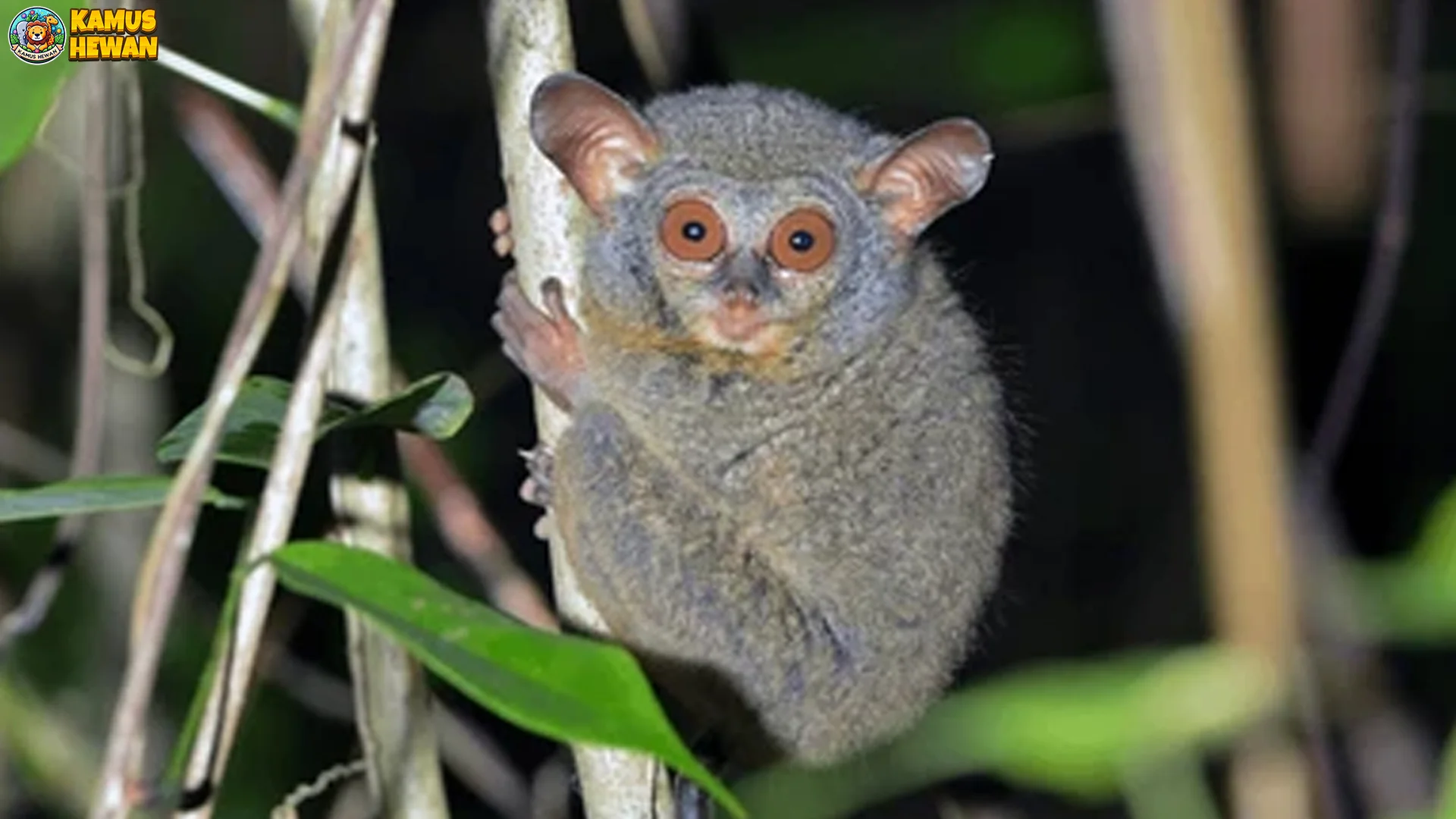 4 Keunikan Hewan Tarsius Peleng Yang Sulit Ditemukan Di Tempat Lain Asli
